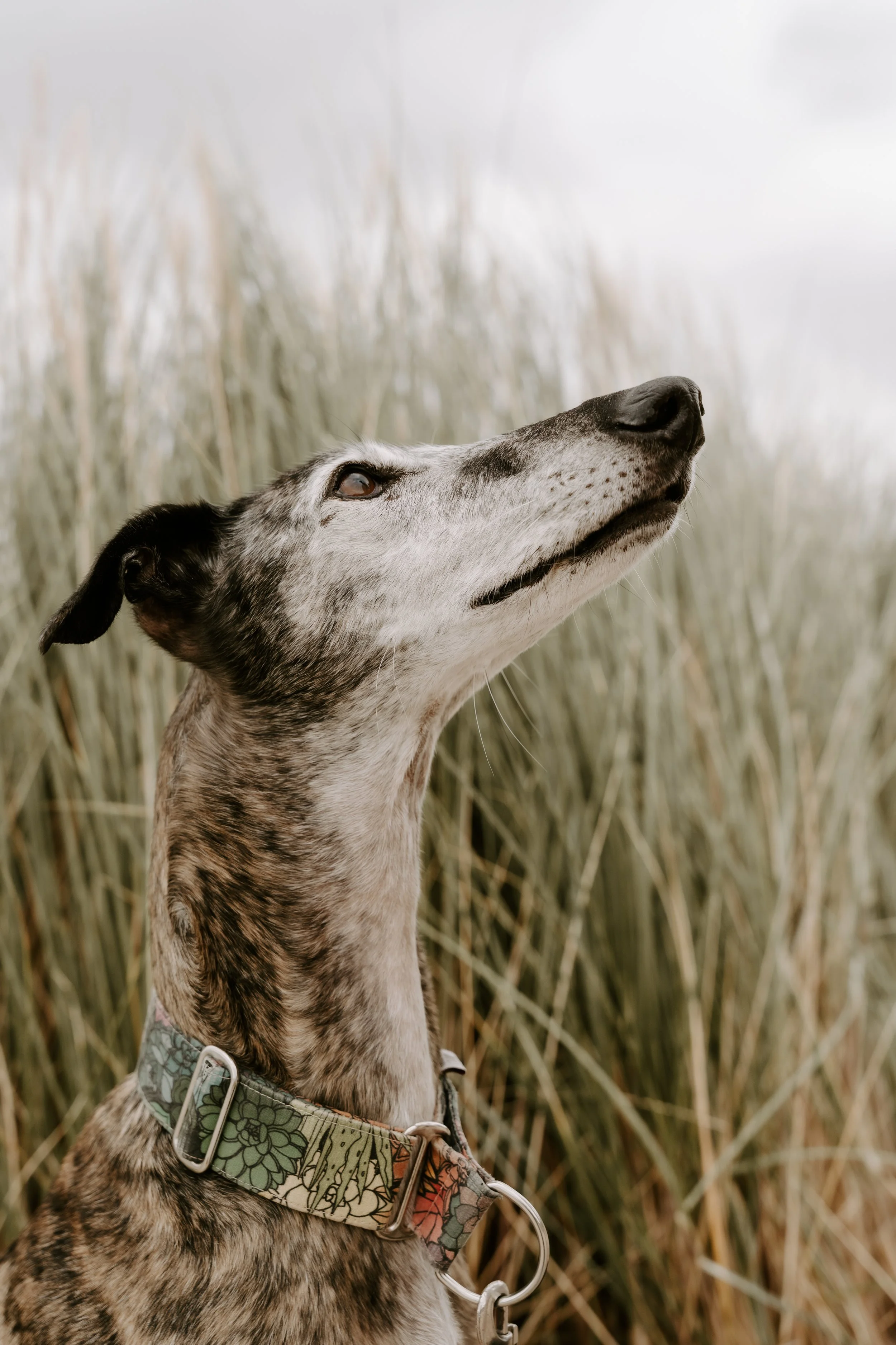 Hundefotografie Holland (1 von 10).jpg