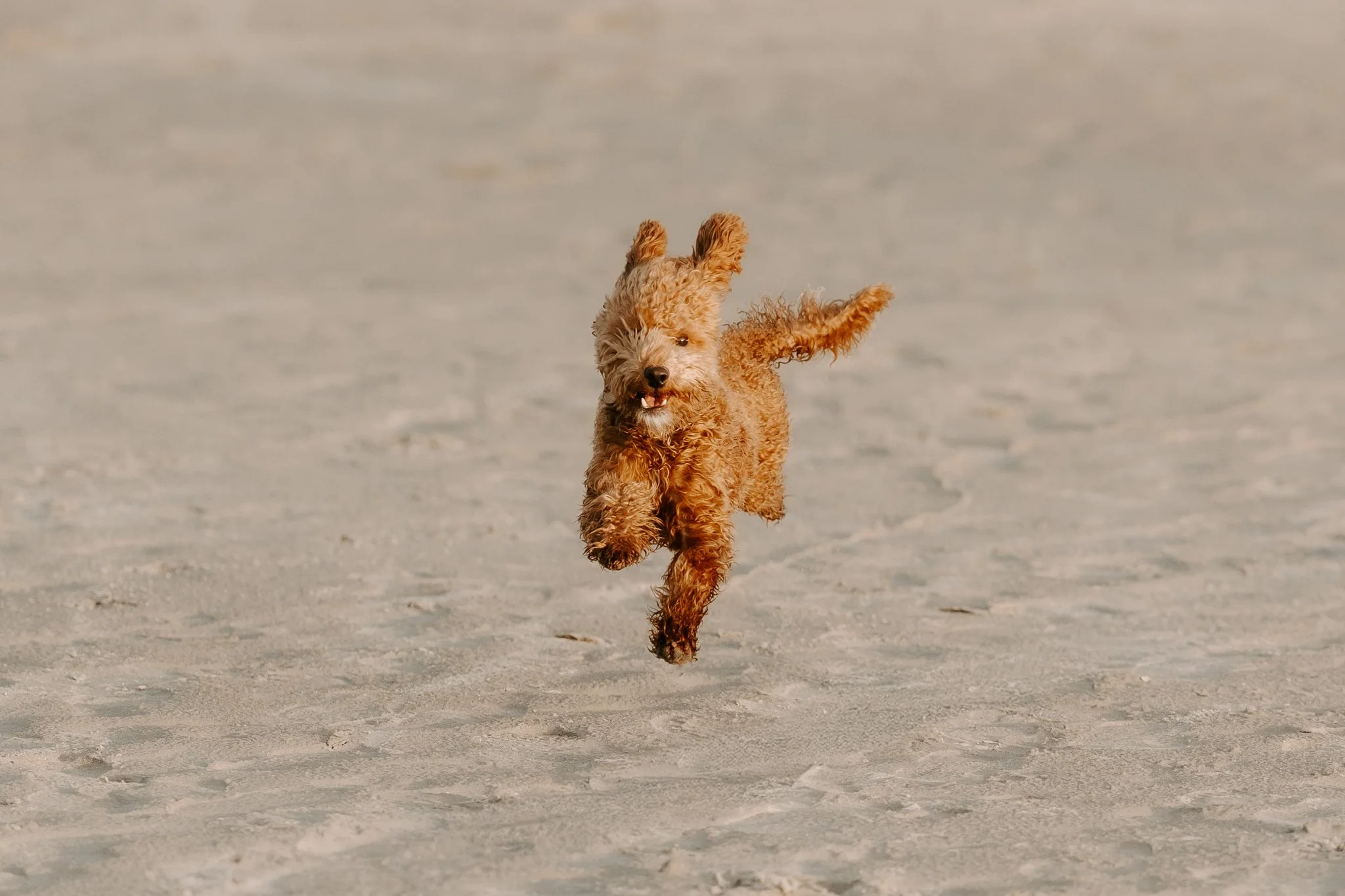 Familienshooting mit Hund in Holland am Strand (53 von 56).jpg