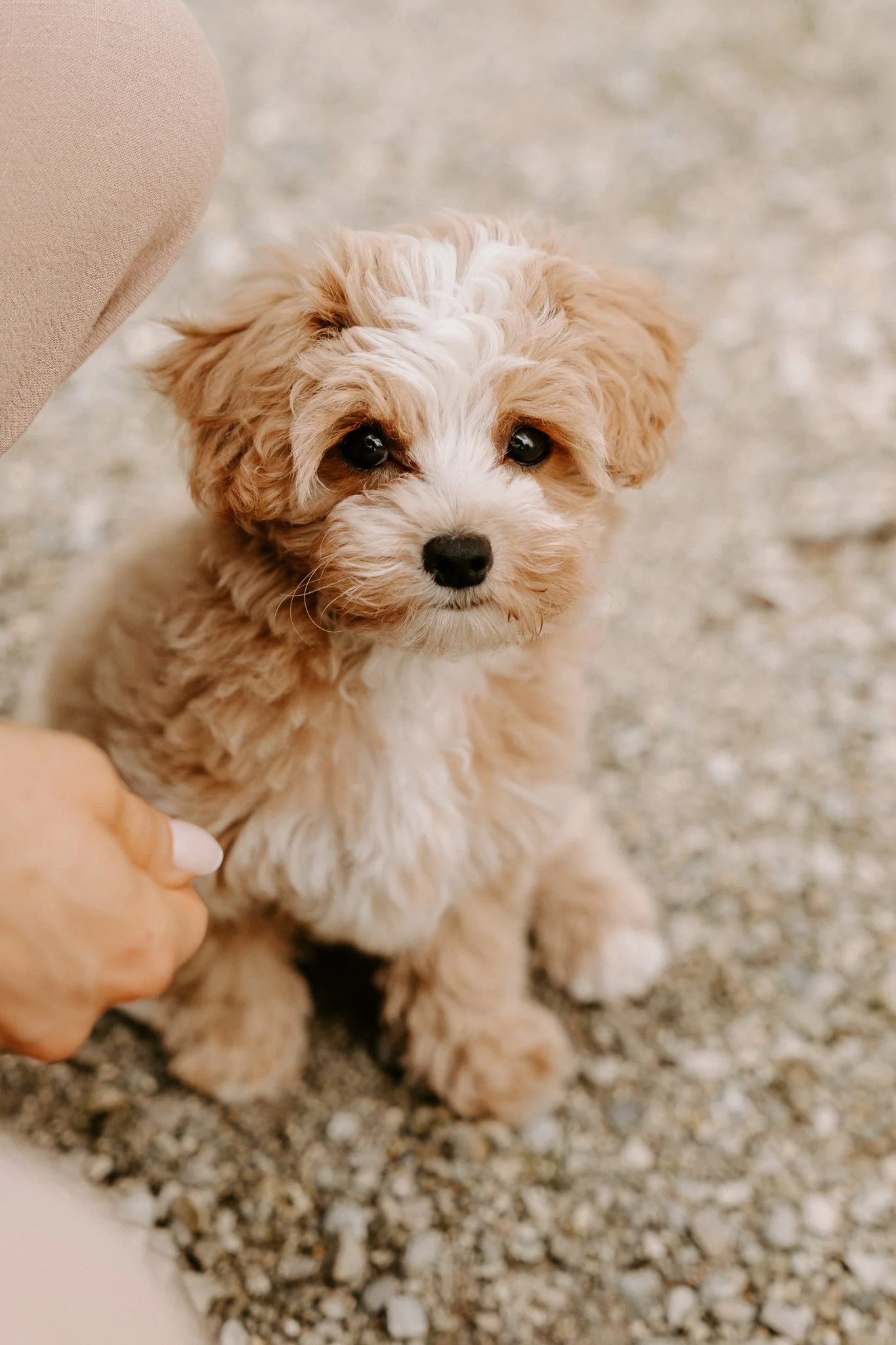 Hundefotografie Outdoor Köln(5 von 134).jpg