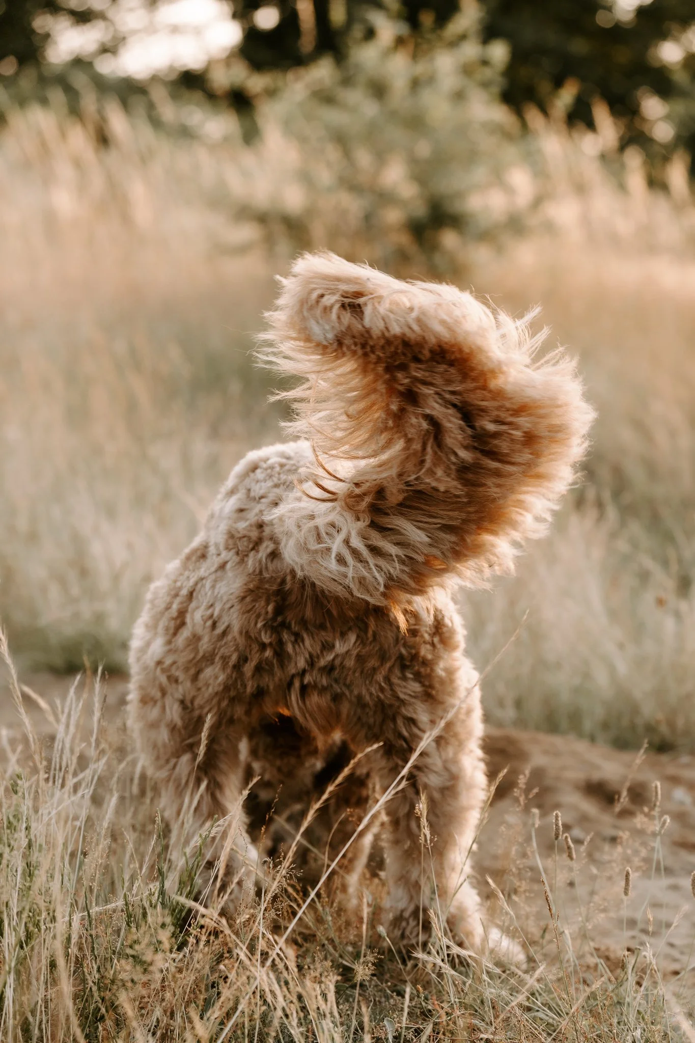 Hundefotografie outdoor Köln (80 von 101).jpg