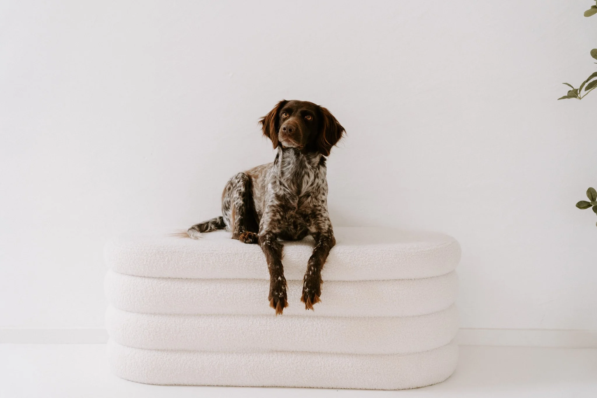 Familienshooting mit Hund Köln (9 von 41).jpg