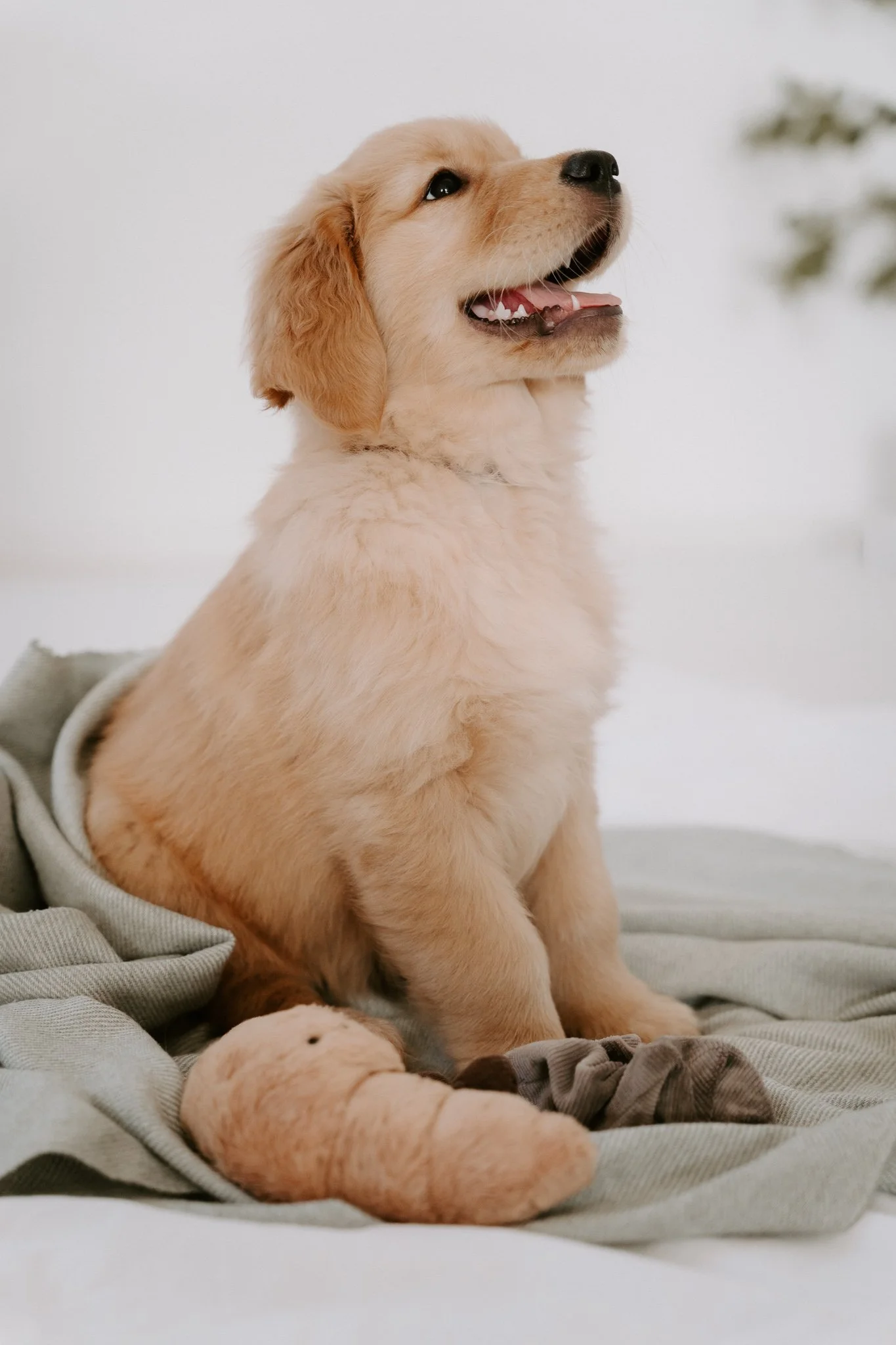 Welpenshooting Köln (20 von 40).jpg