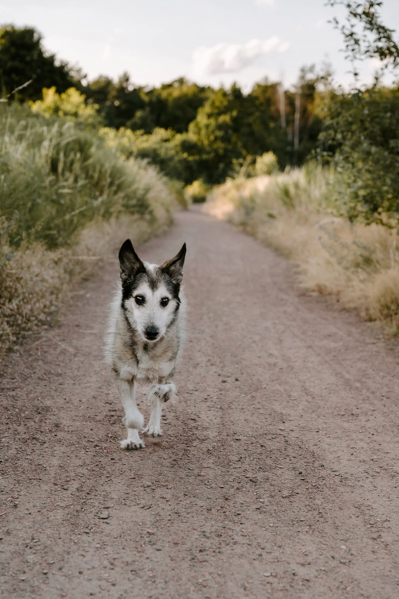 Hundefotografie Köln - Seniorhunde (3 von 35).jpg