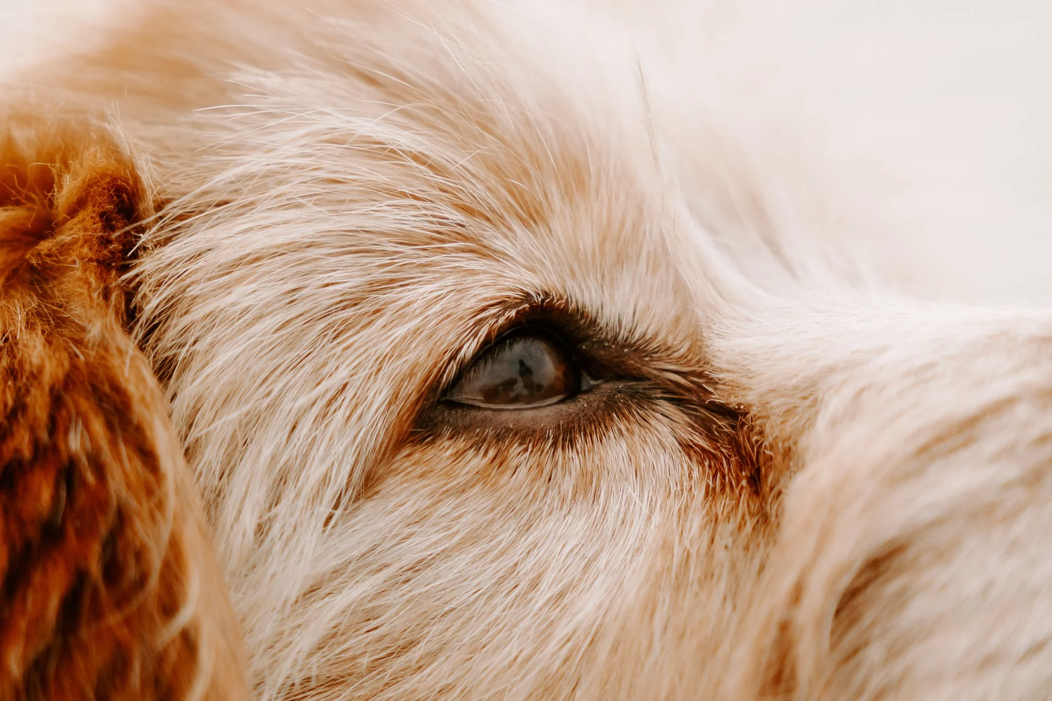 Hundefotos Holland (41 von 155).jpg