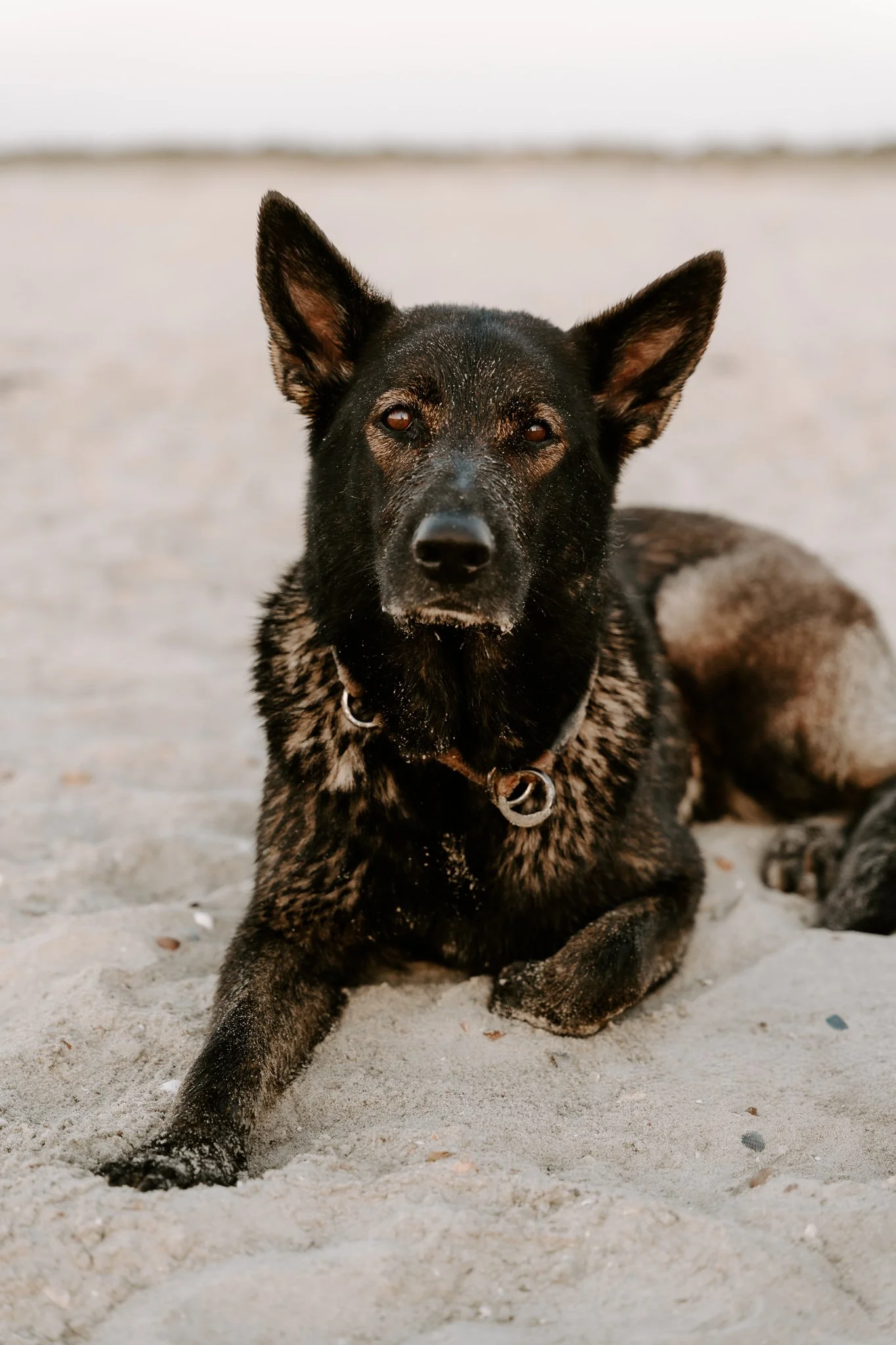HUndefotografie Holland - Bohoandclassy Fotografie (90 von 94).jpg