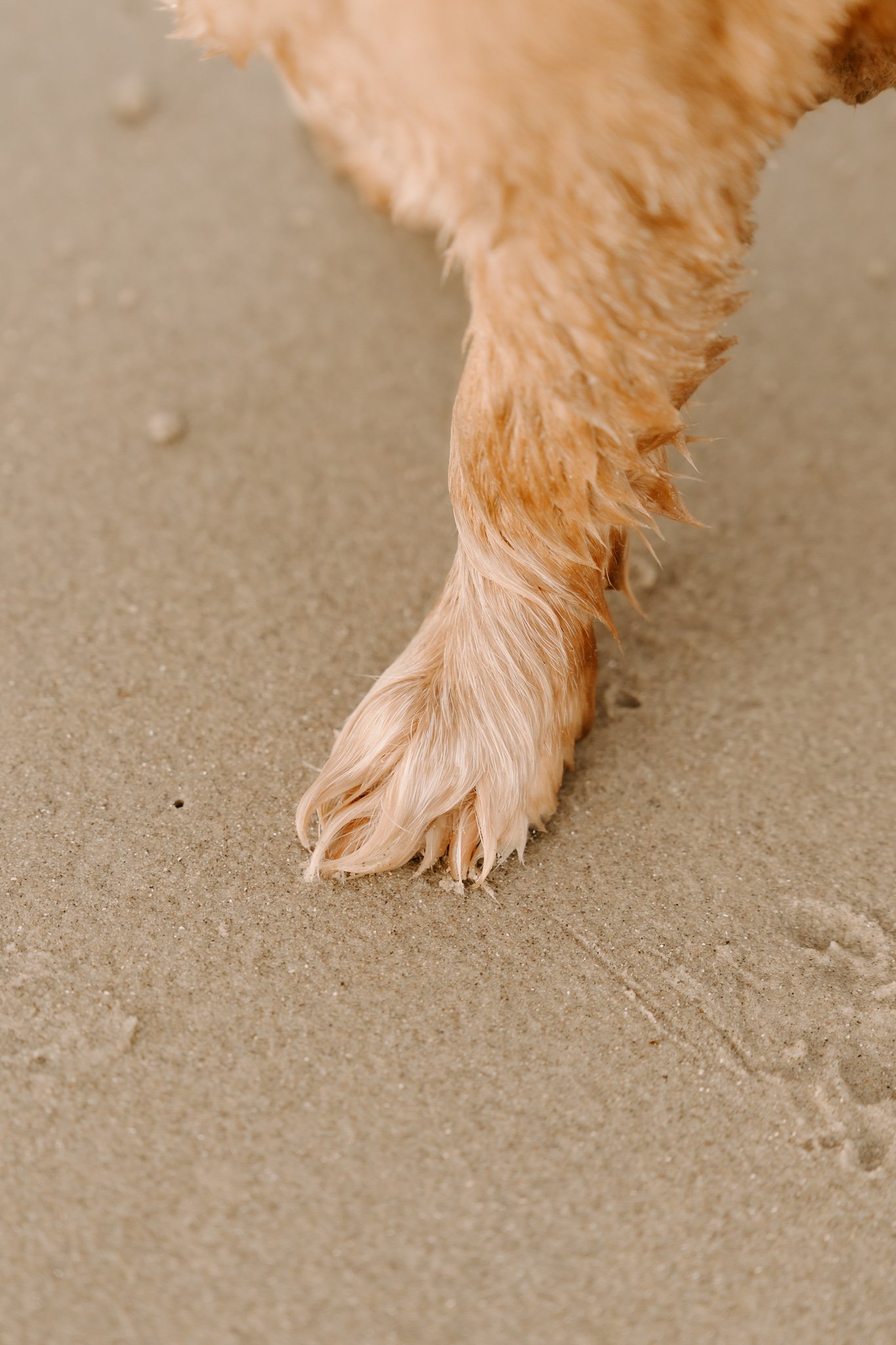 Hundefotos Holland (77 von 155).jpg