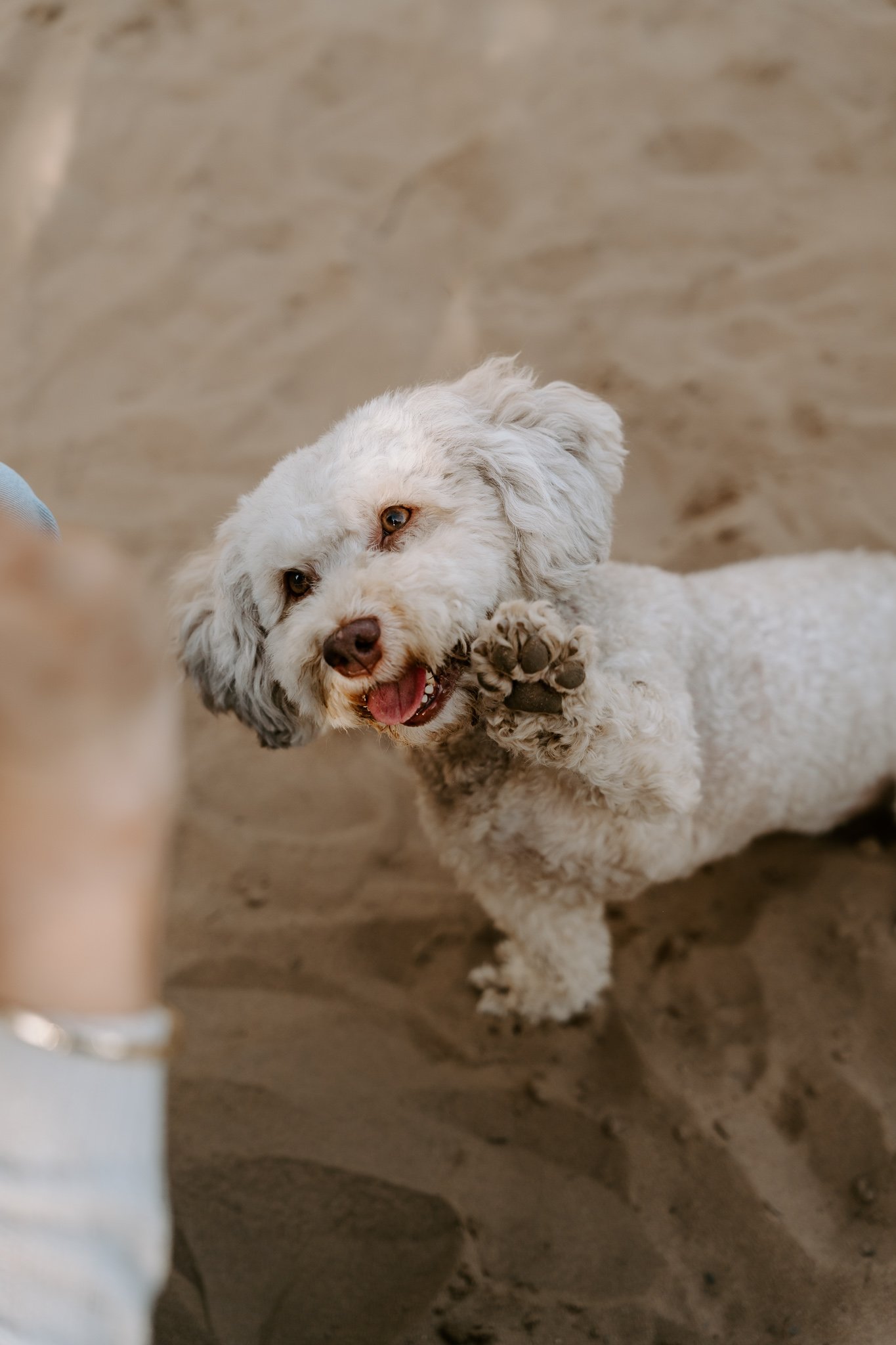 Hundefotografie Köln outdoor (48 von 130).jpg