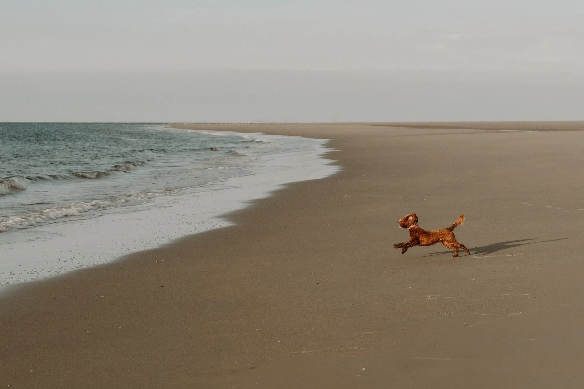 Familienshooting mit Hund in Holland am Strand (44 von 56).jpg