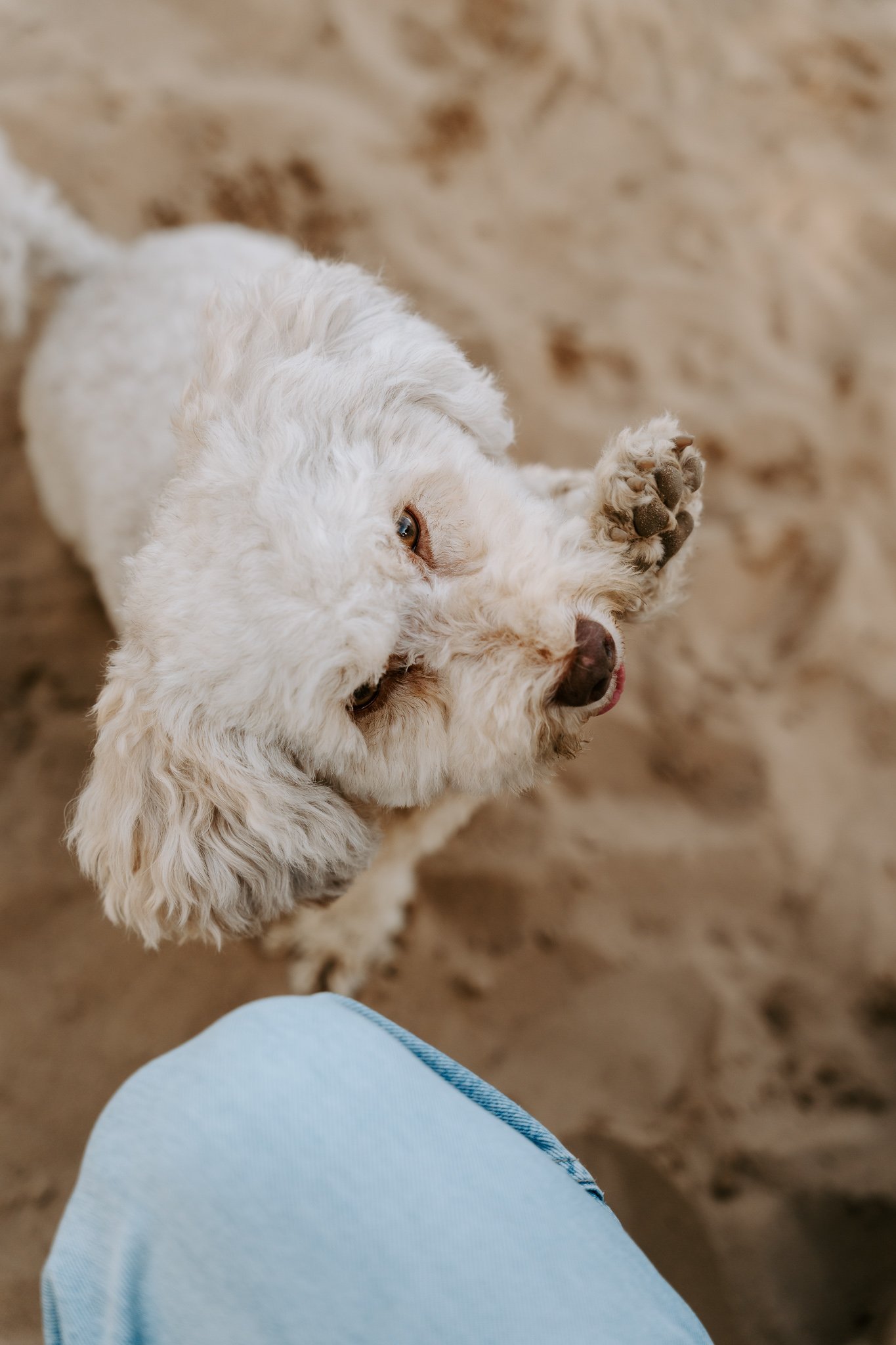 Hundefotografie Köln outdoor (47 von 130).jpg