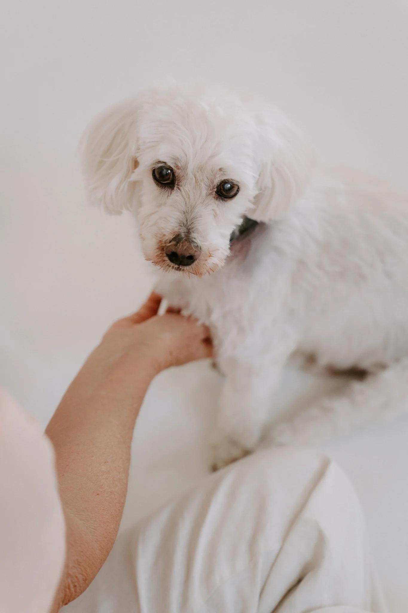 Cleane Hundefotografie Studio Köln  (4 von 16).jpg
