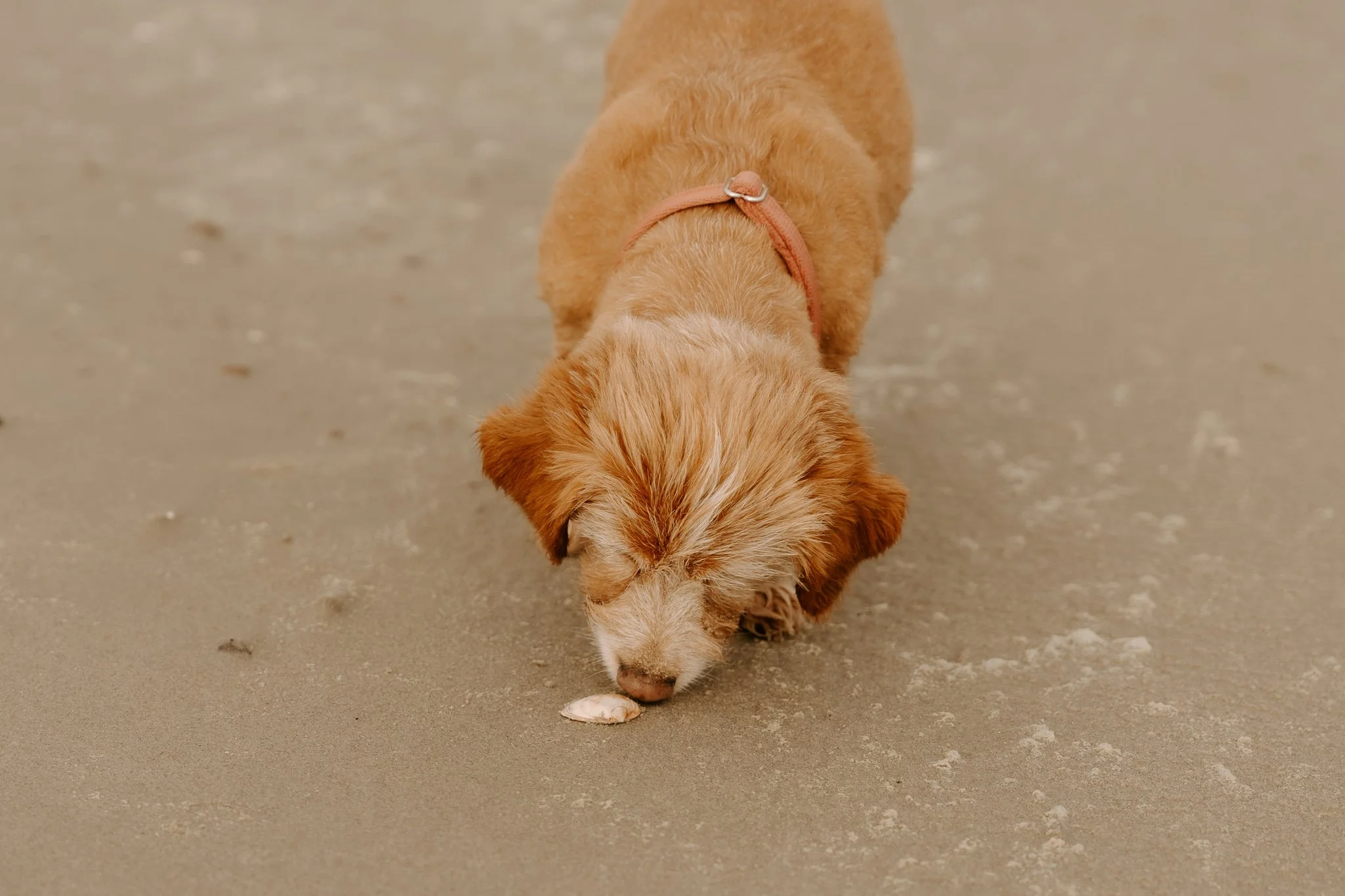 Hundefotos Holland (80 von 155).jpg