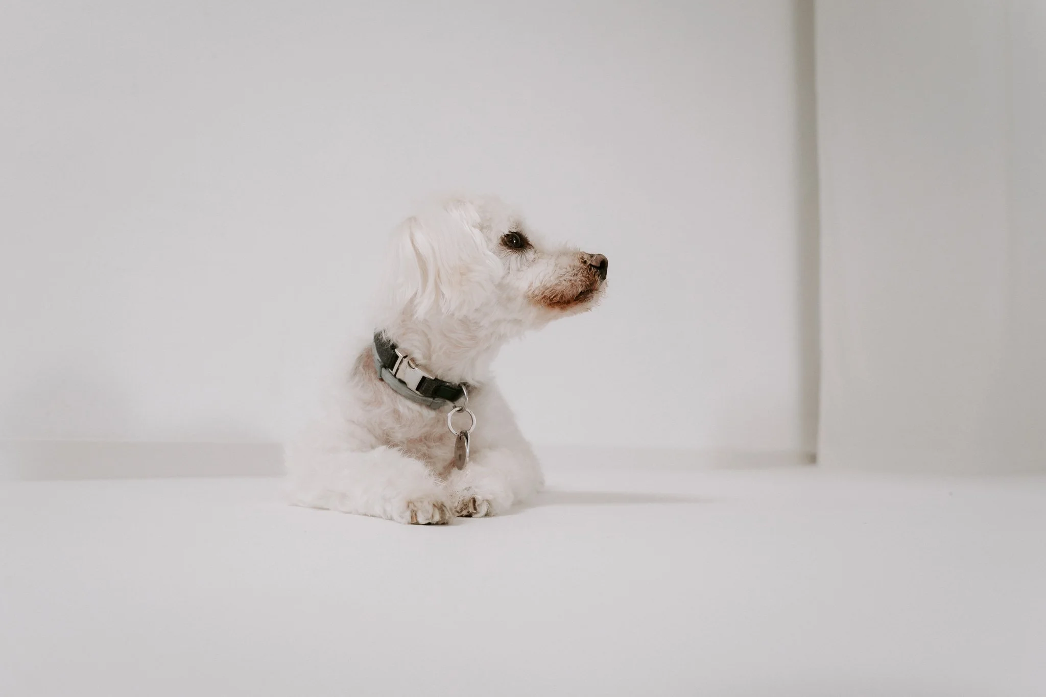 Cleane Hundefotografie Studio Köln  (16 von 16).jpg