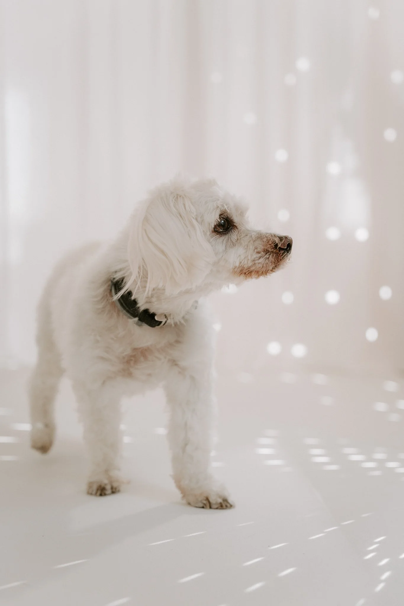 Cleane Hundefotografie Studio Köln  (6 von 16).jpg