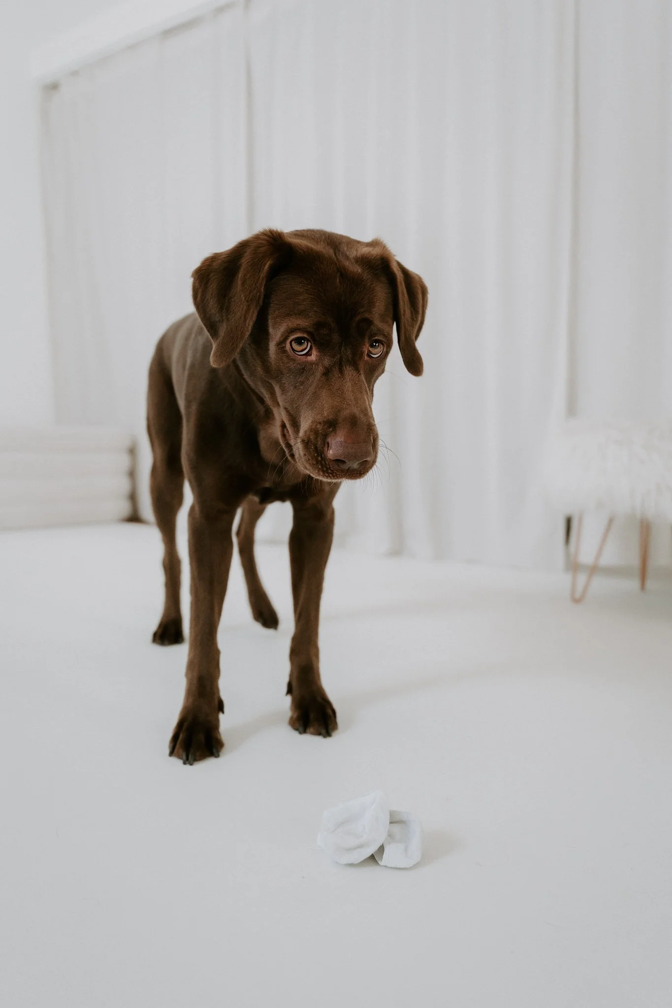 Familienshootoing mit Hund Köln - Bohoandclassy Fotografie(10 von 28).jpg