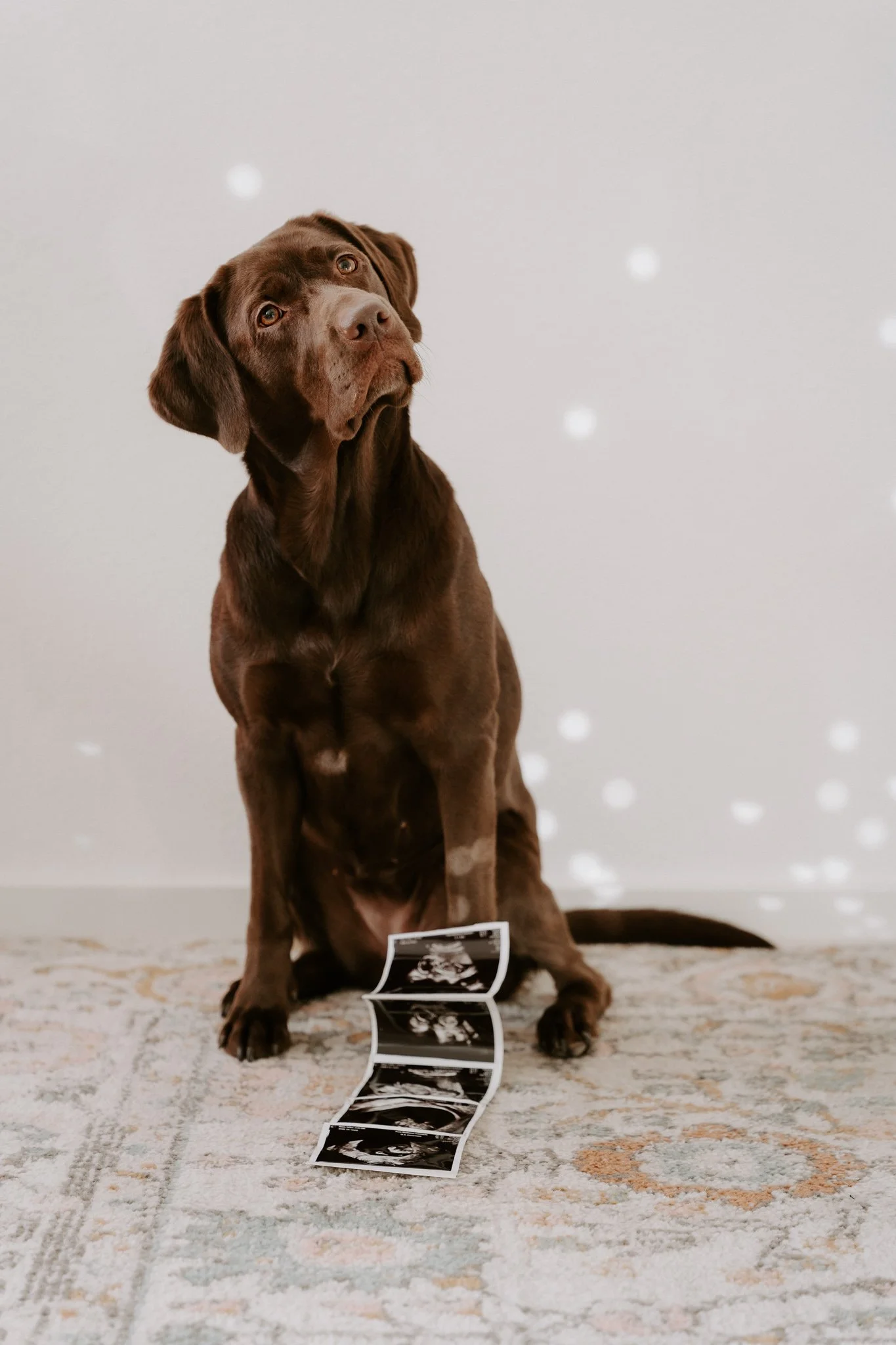 Babybauchshooting mit Hund Köln (22 von 35).jpg