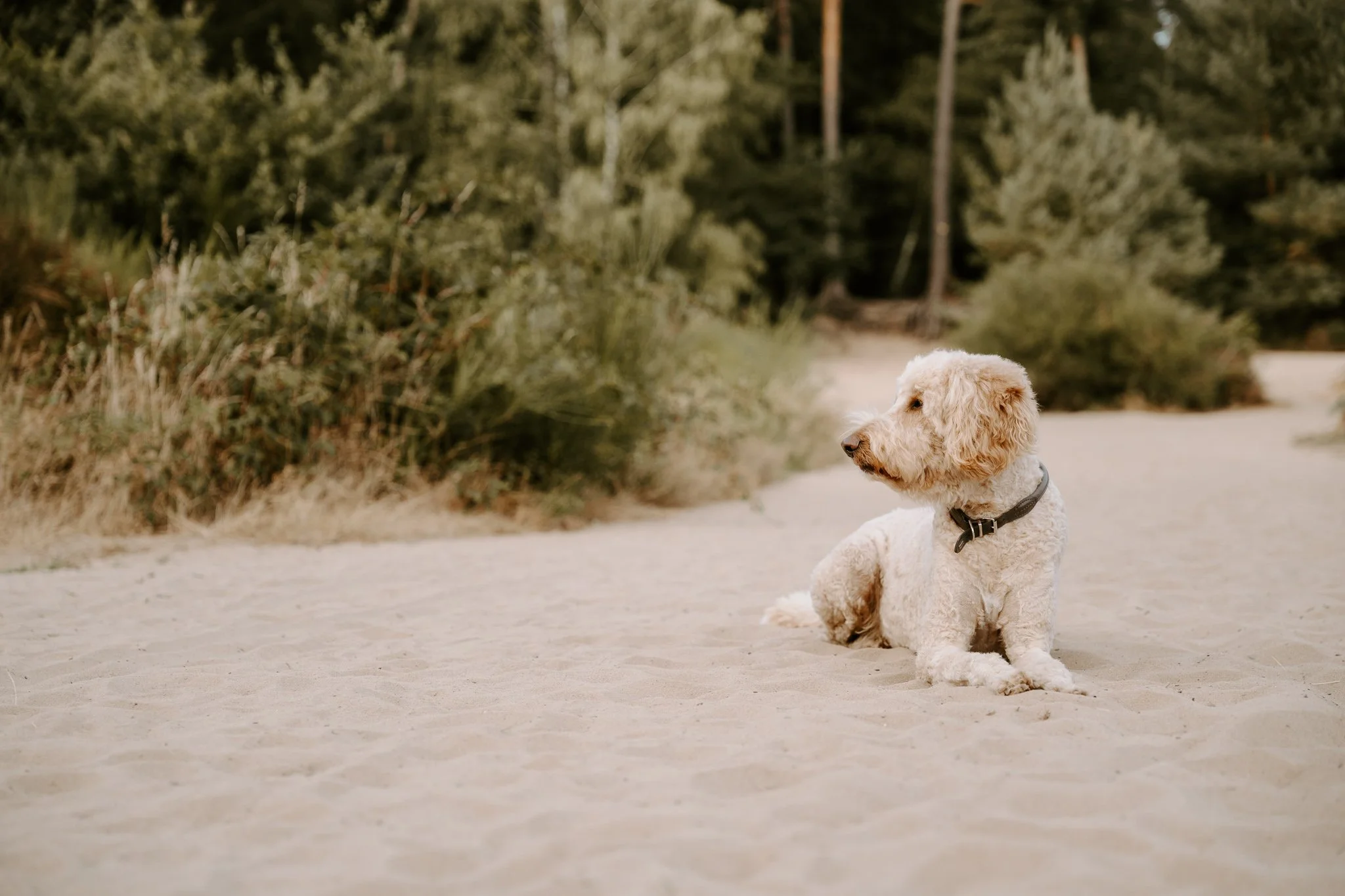 Hundeshooting in der Natur Köln (4 von 48).jpg