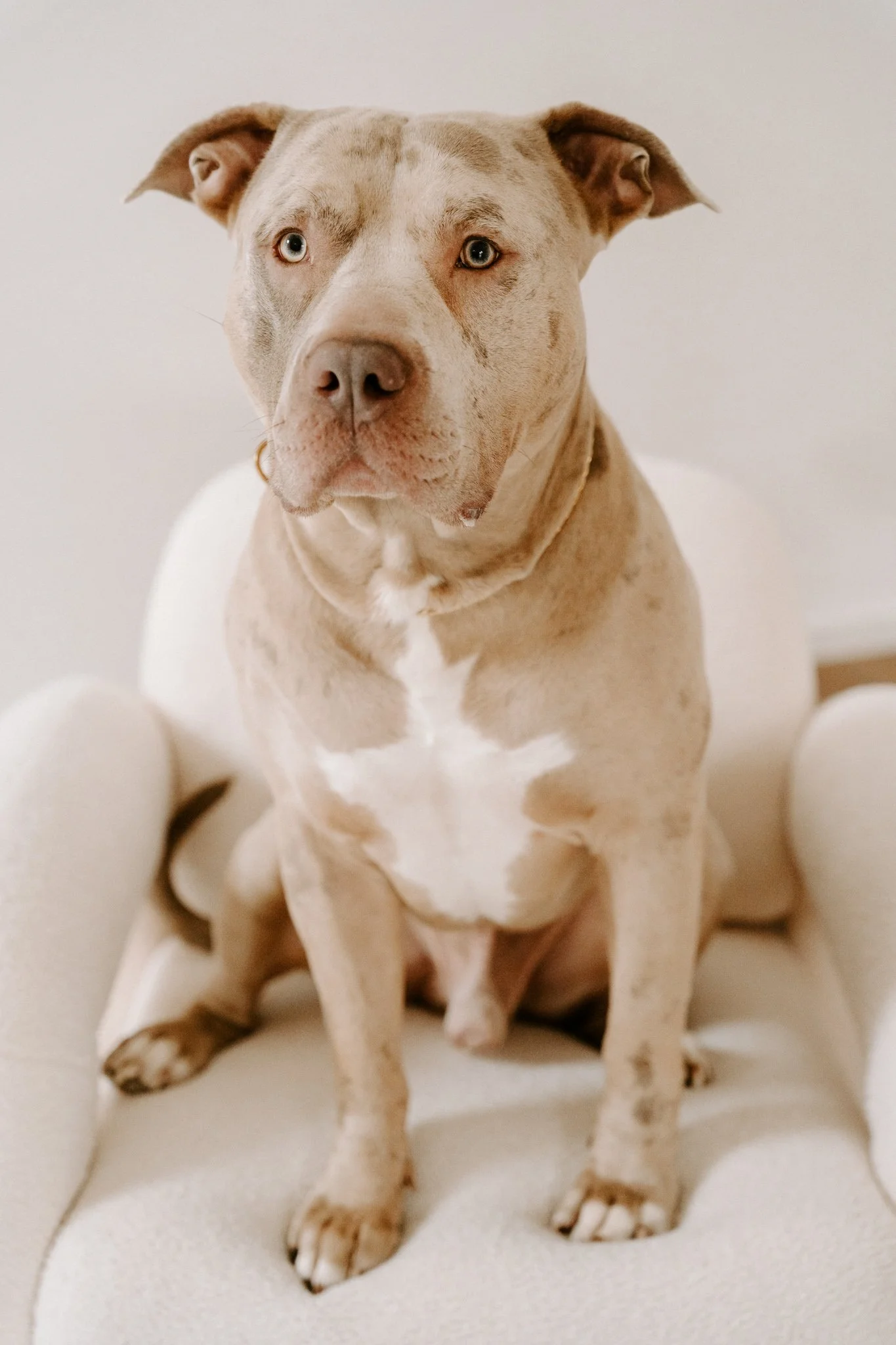Hundefotografin Köln (1 von 25).jpg