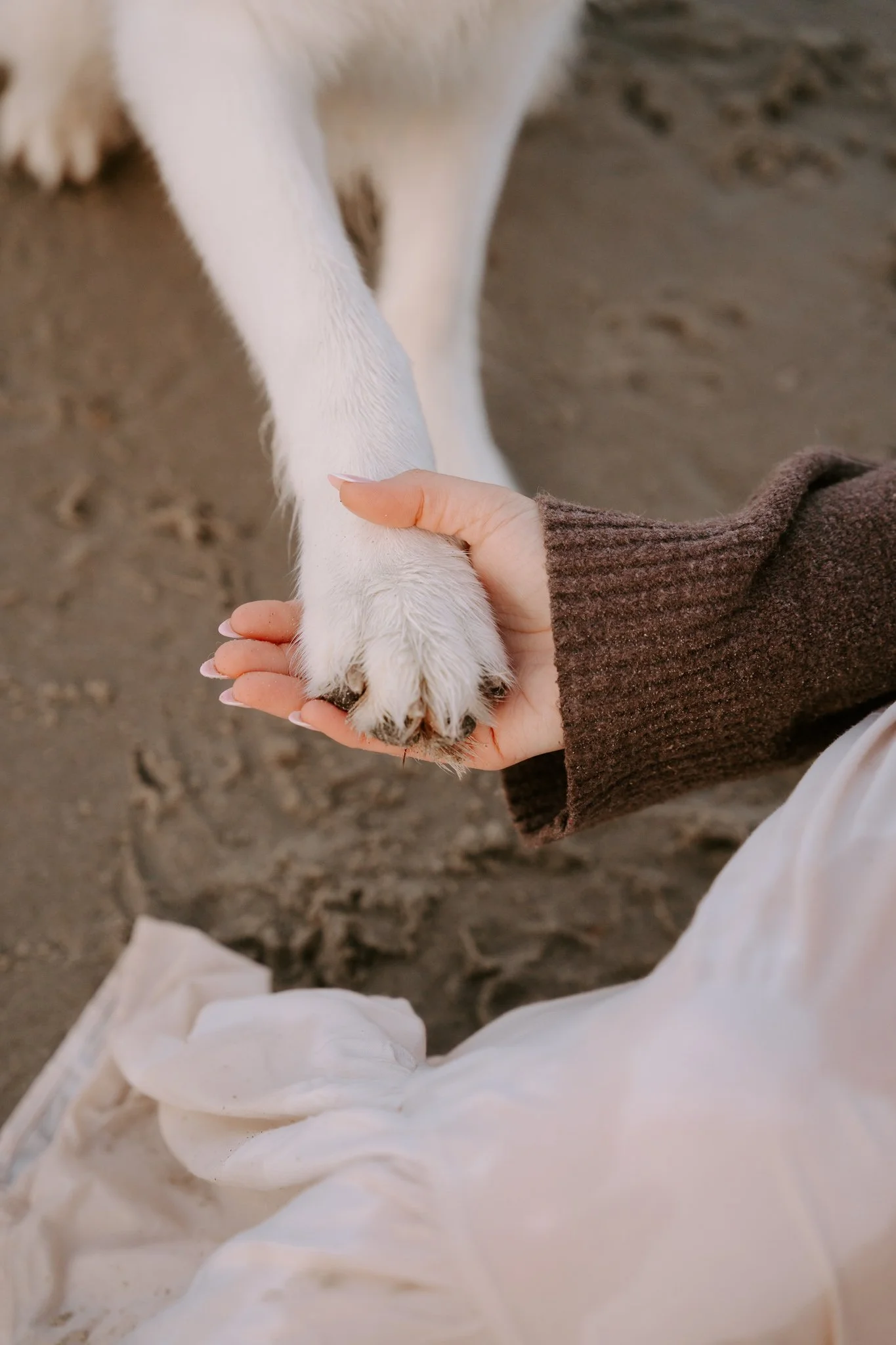 Hundefotografie Holland (12 von 13).jpg