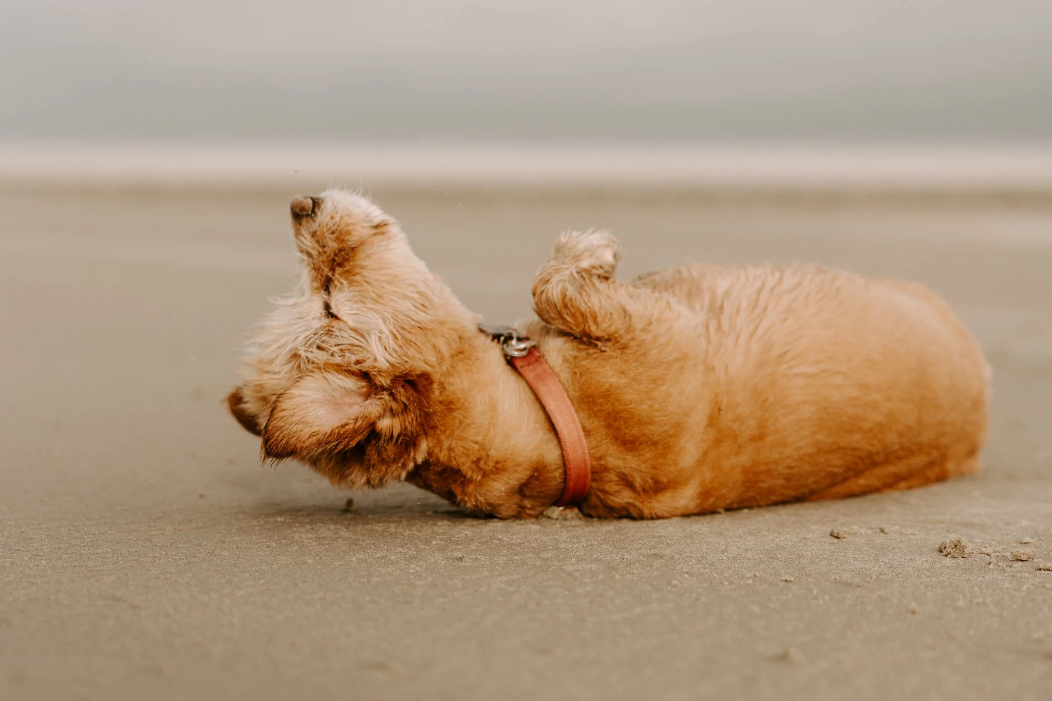 Hundefotos Holland (93 von 155).jpg