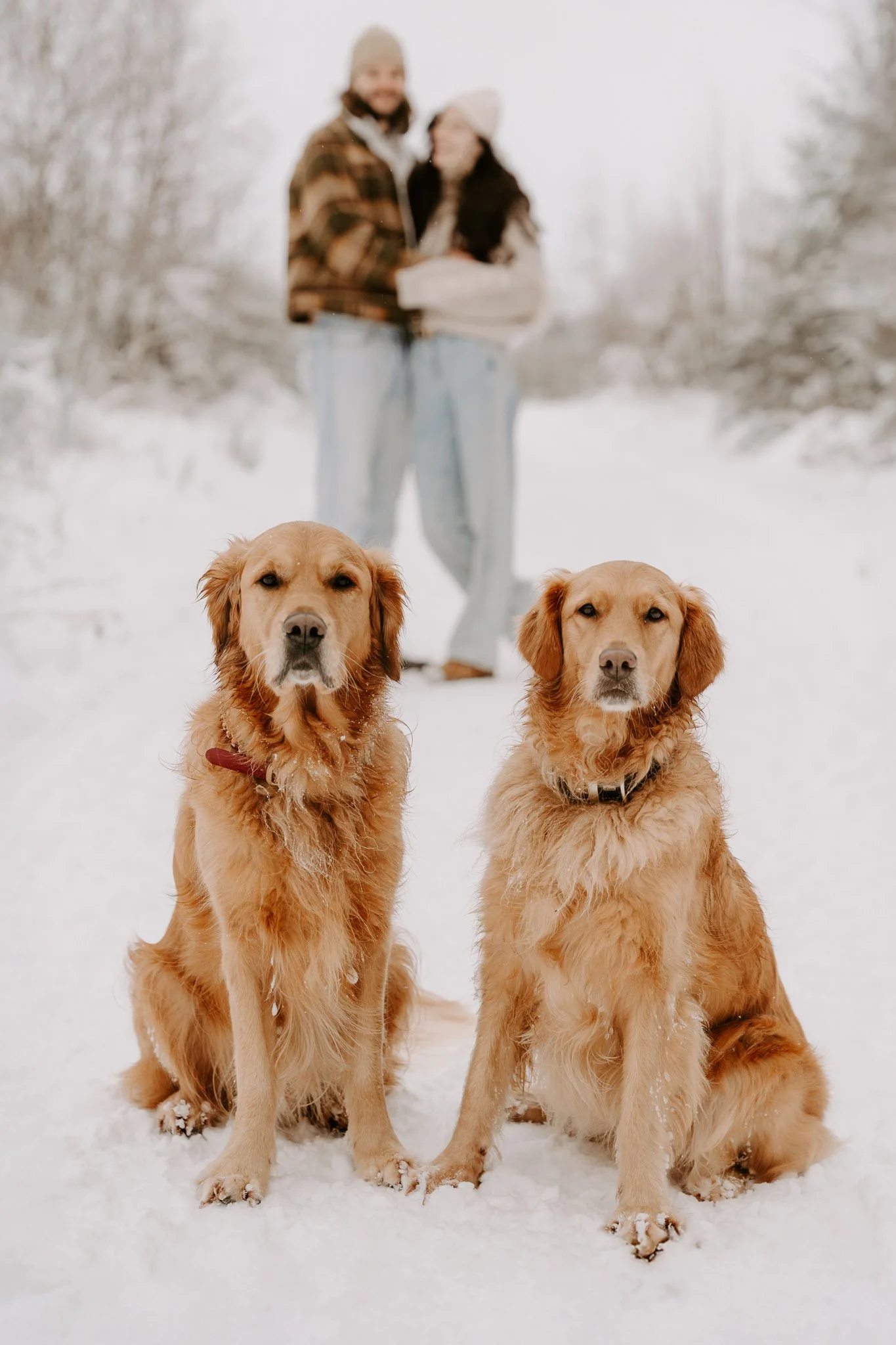 Hundefotografie Köln (68 von 77).jpg