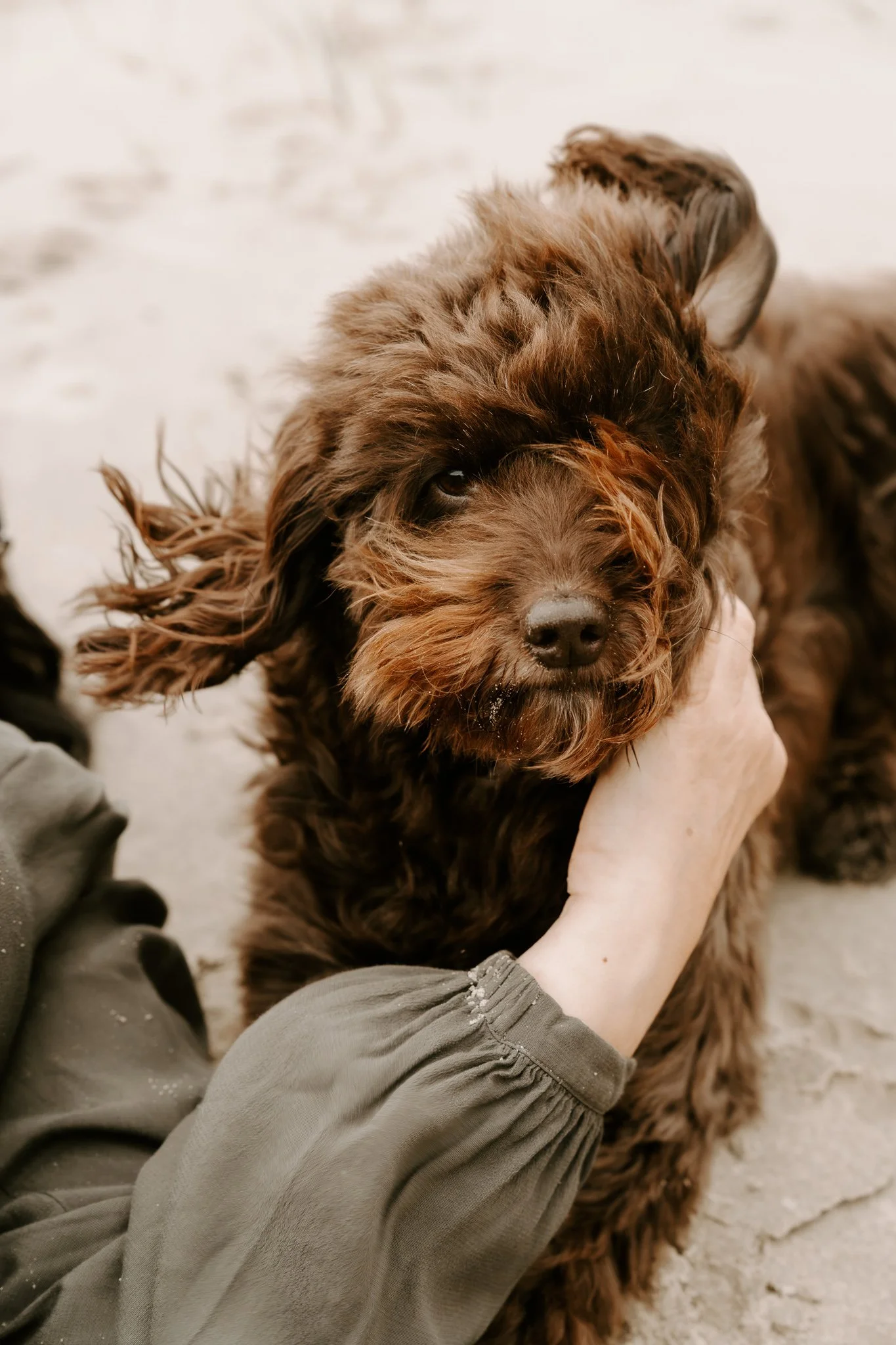 Hundefotos Holland am Strand(29 von 39).jpg