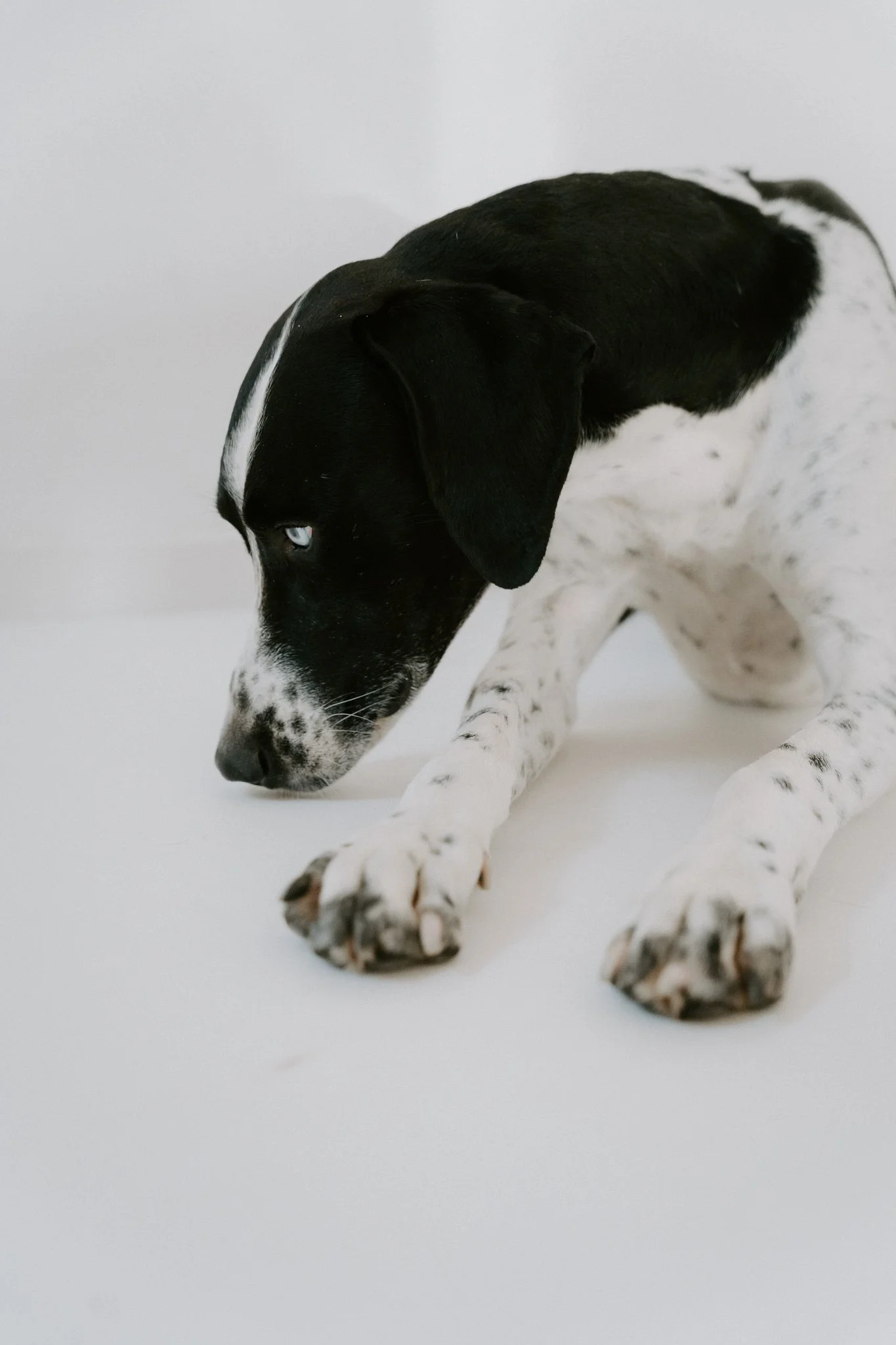 Ein schwarz-weiß Hund, der auf einen weißen Hintergrund schaut und seine Vorderpfoten auf den Boden legt.