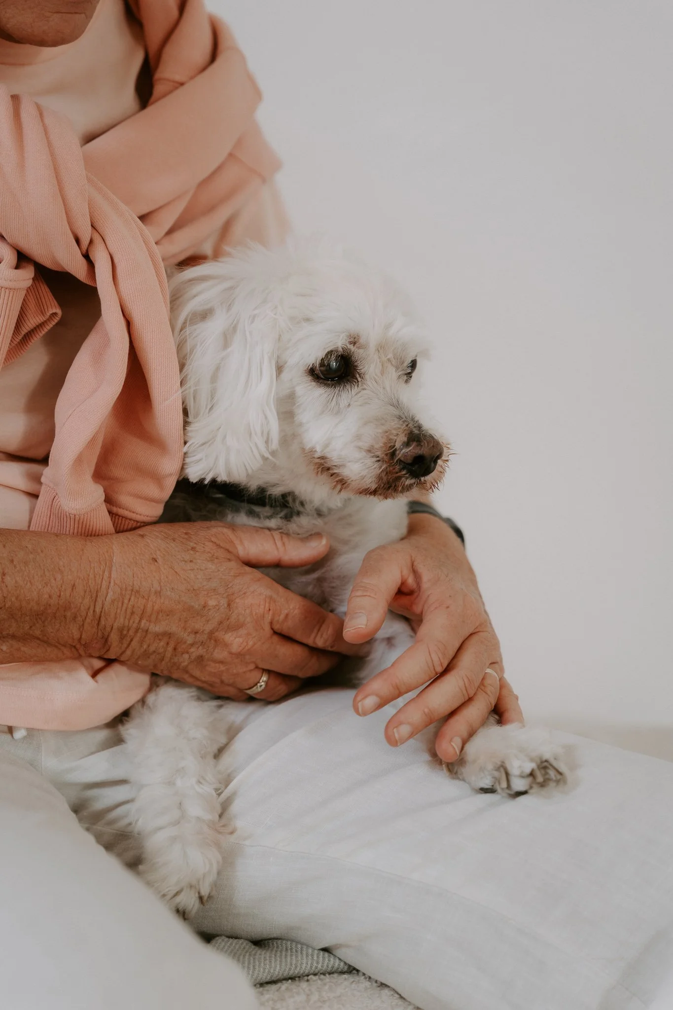 Cleane Hundefotografie Studio Köln  (1 von 16).jpg