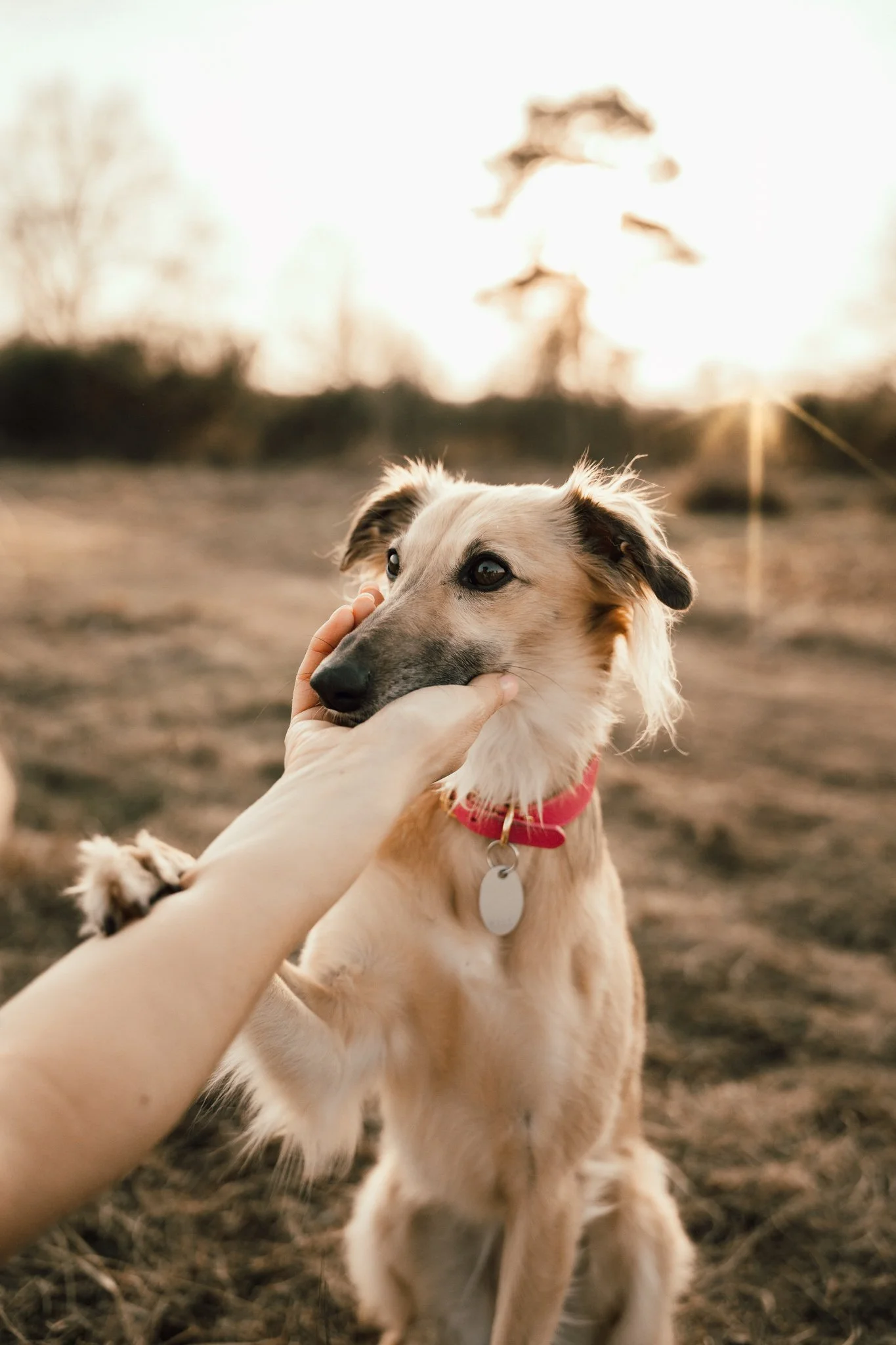 Businessshooting mit Hund in Köln (34 von 35).jpg