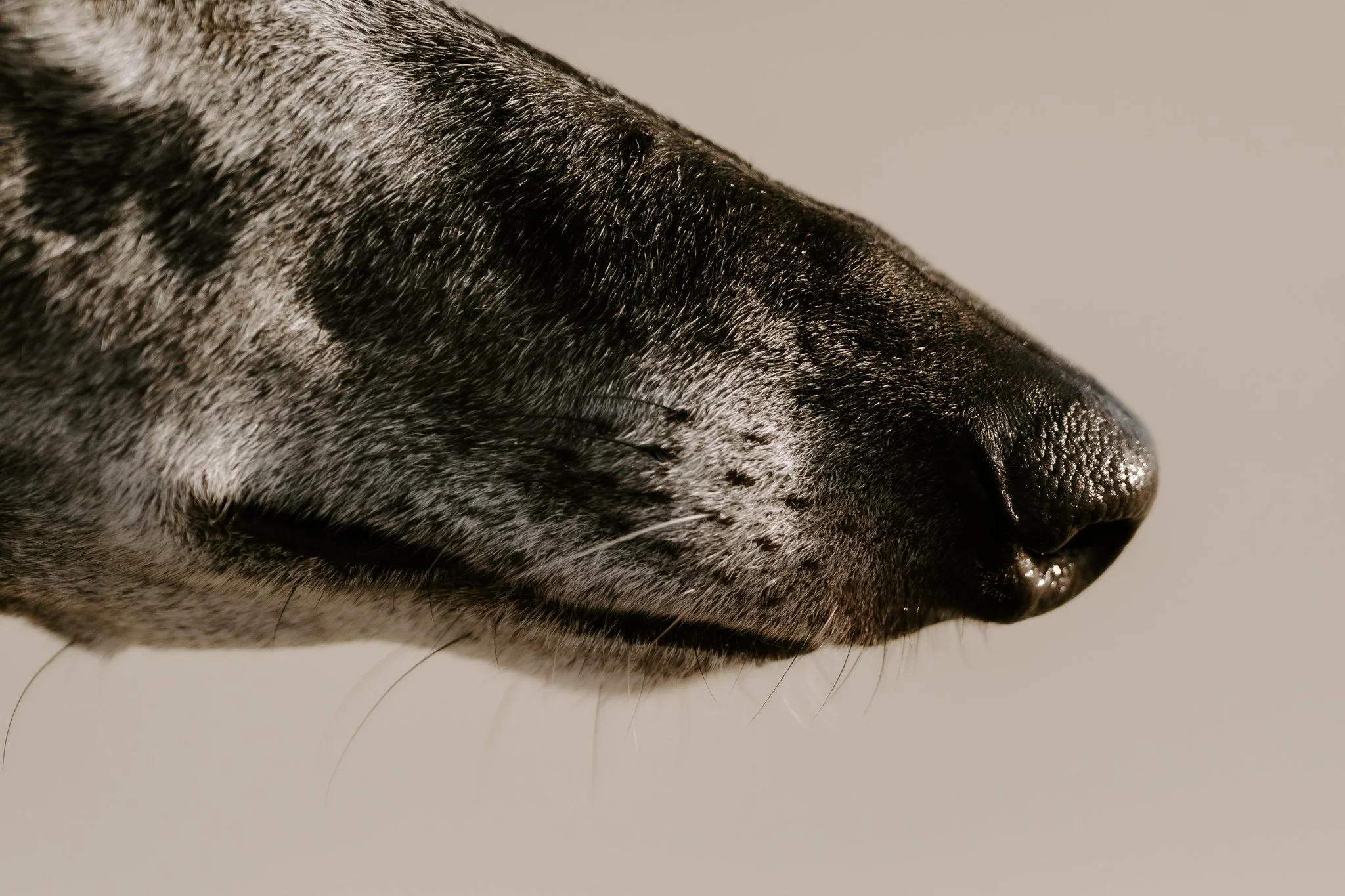 Hundefotografie Holland, Galgo, Windhund(2 von 35).jpg