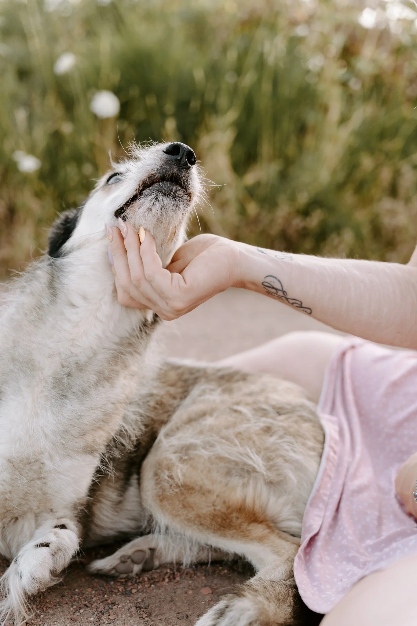 Hundefotografie Köln - Seniorhunde (8 von 35).jpg