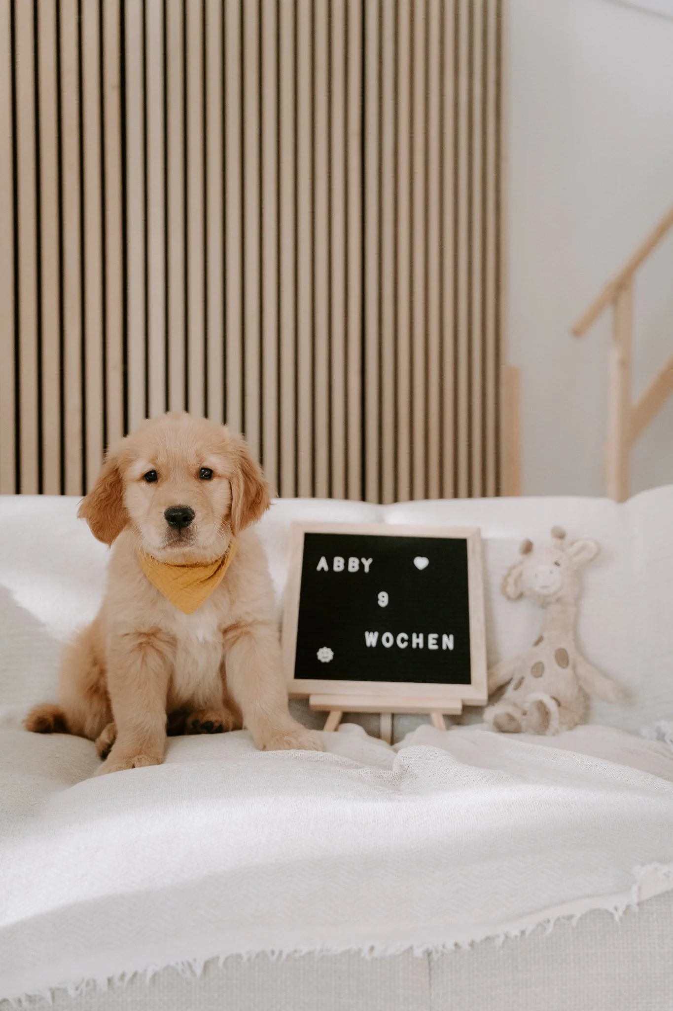 Welpenshooting Köln (29 von 40).jpg