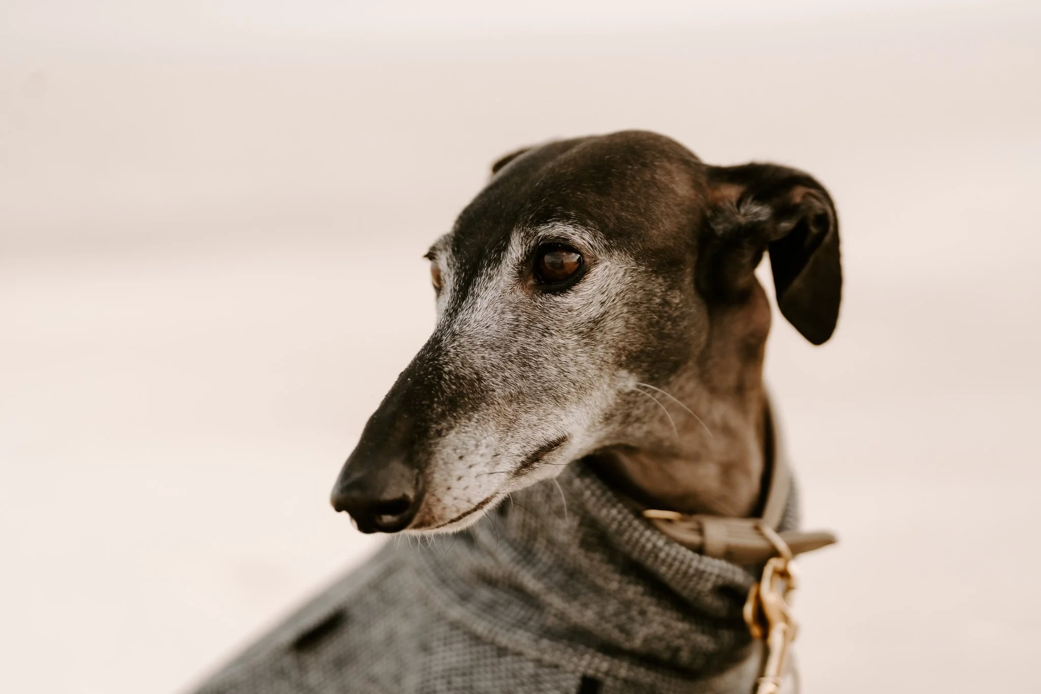 Hundefotografie Holland, Galgo, Windhund(3 von 35).jpg