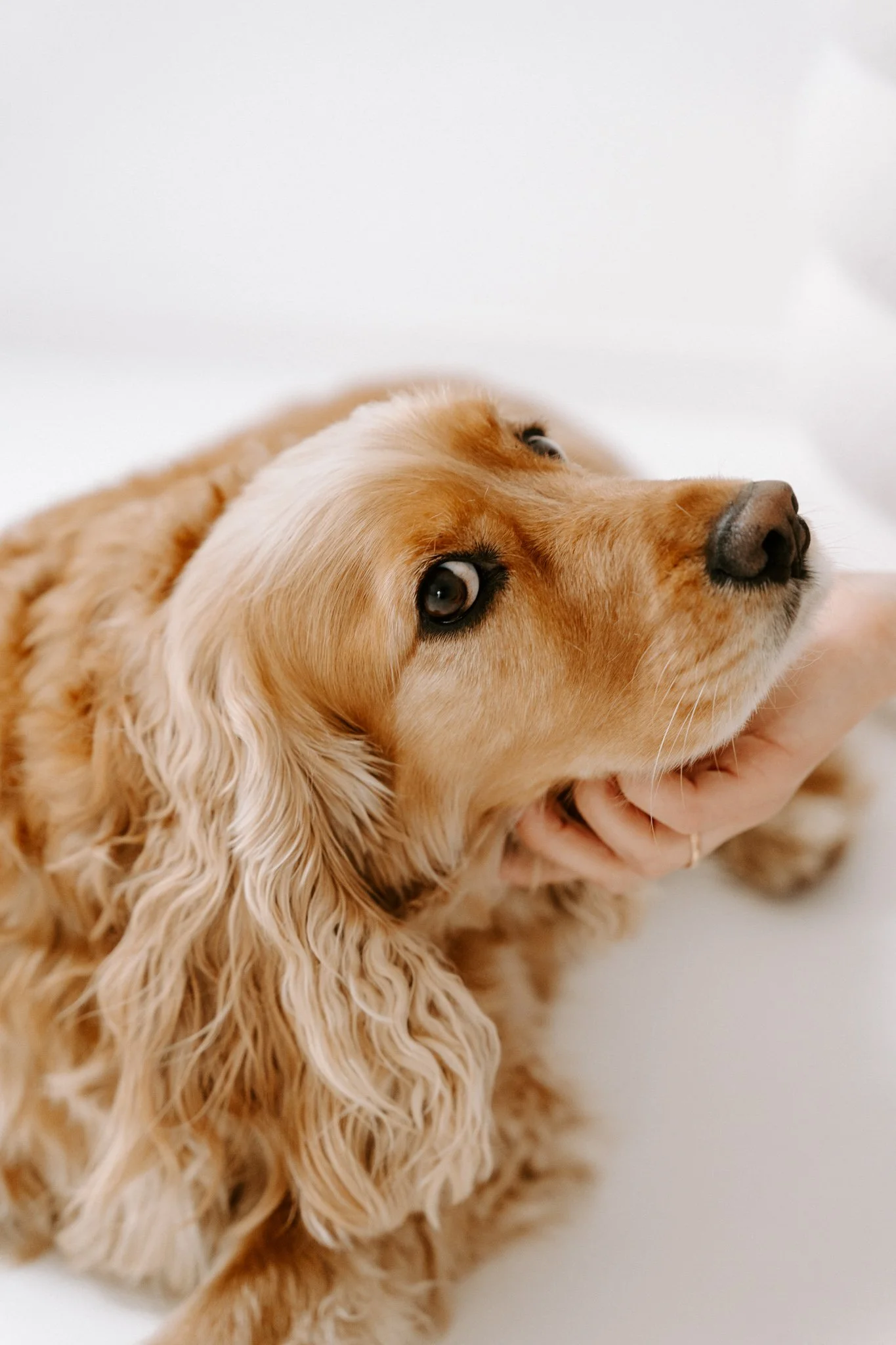 Familienshooting mit Hund Köln (4 von 41).jpg