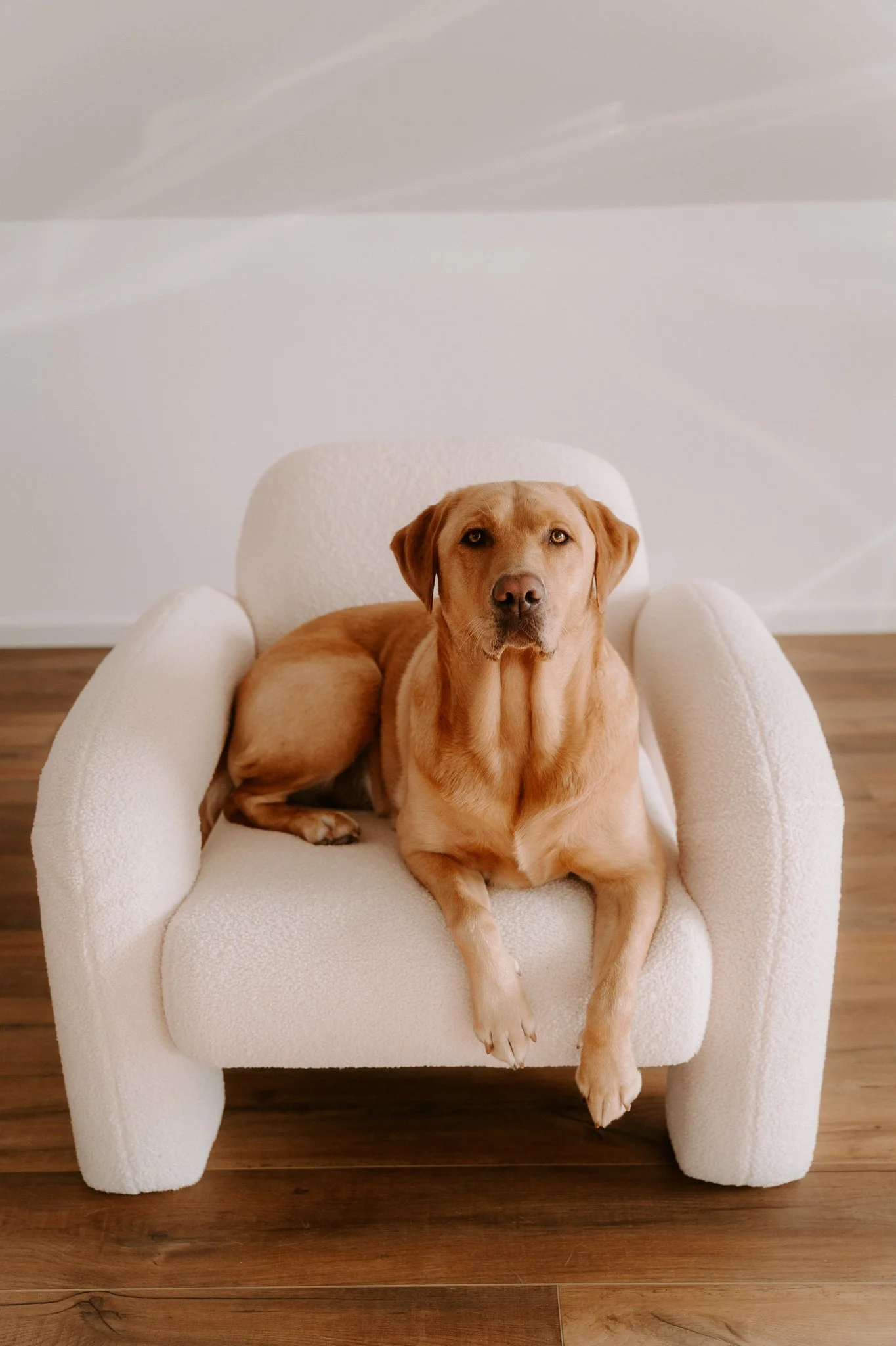 HUndefotos Köln Studio (2 von 4).jpg