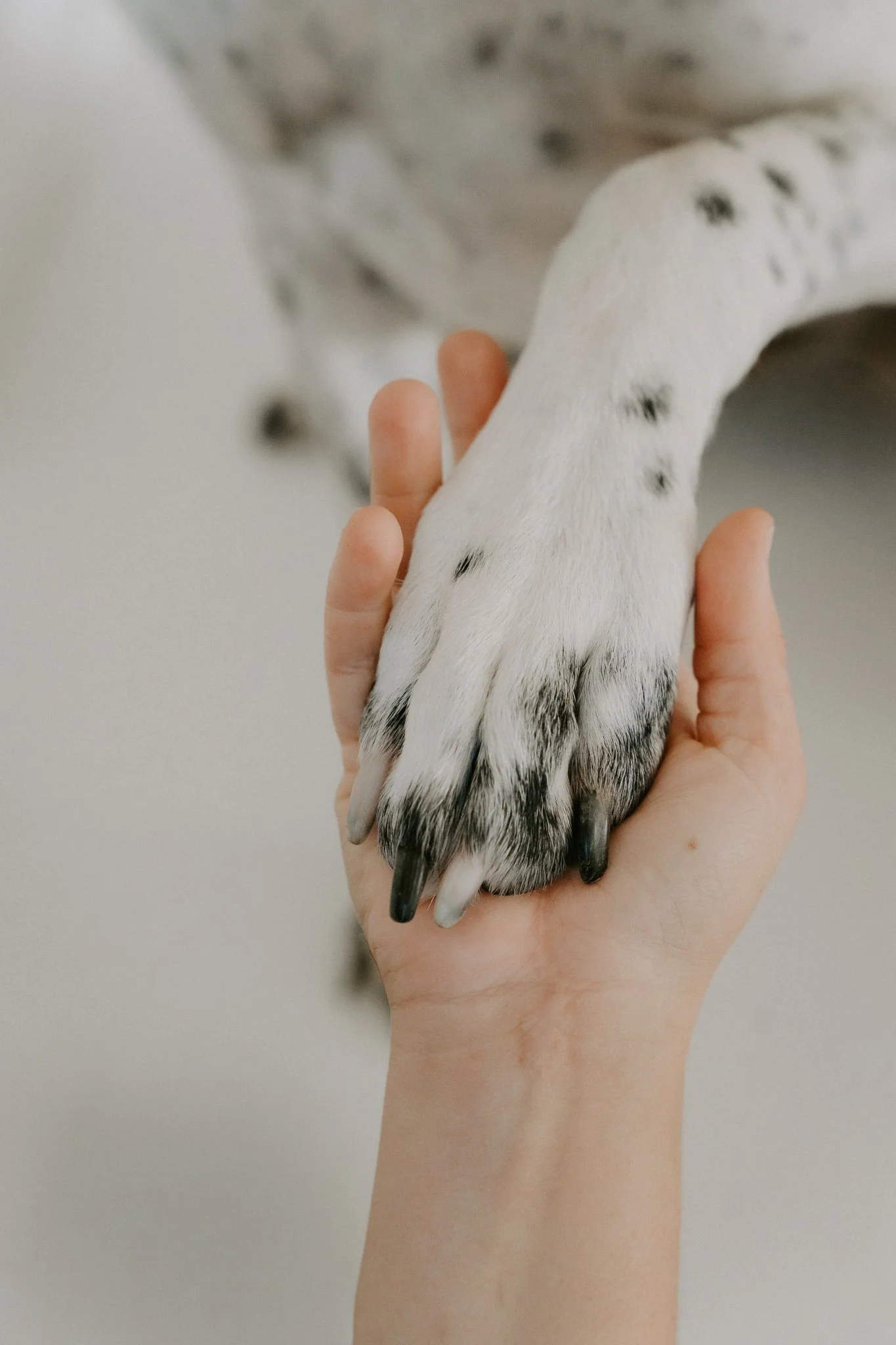 Eine Hand hält den Fuß eines Dalmatiner-Hundes, der weiße Fell mit schwarzen Flecken hat.