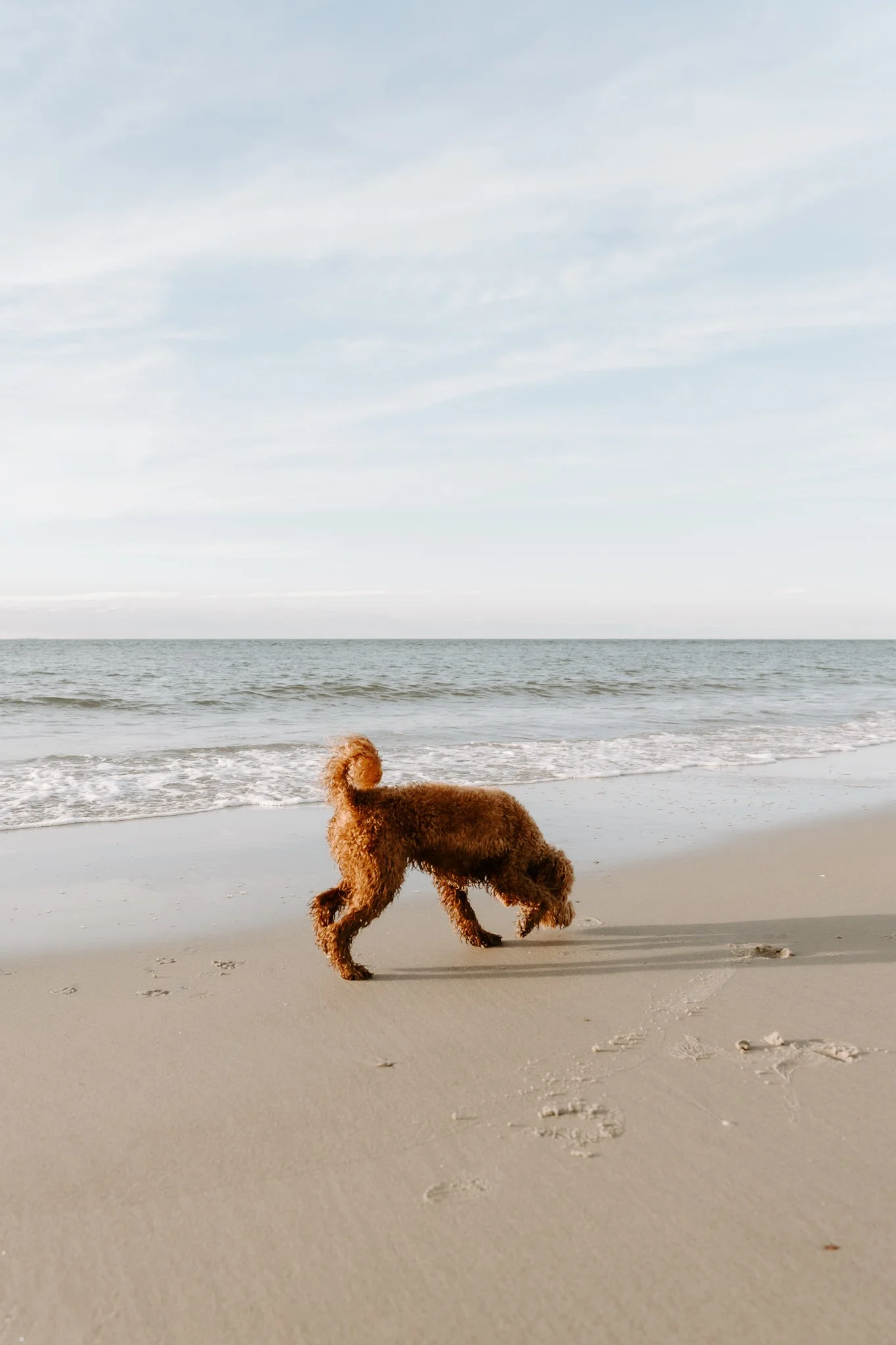 Familienshooting mit Hund in Holland am Strand (33 von 56).jpg