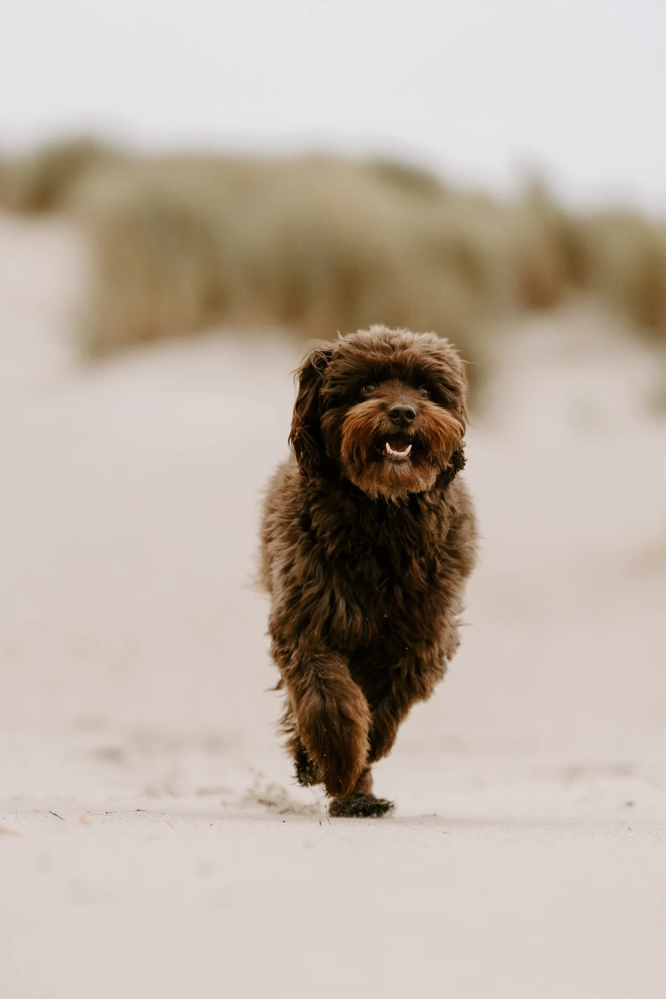Hundefotos Holland am Strand(19 von 39).jpg