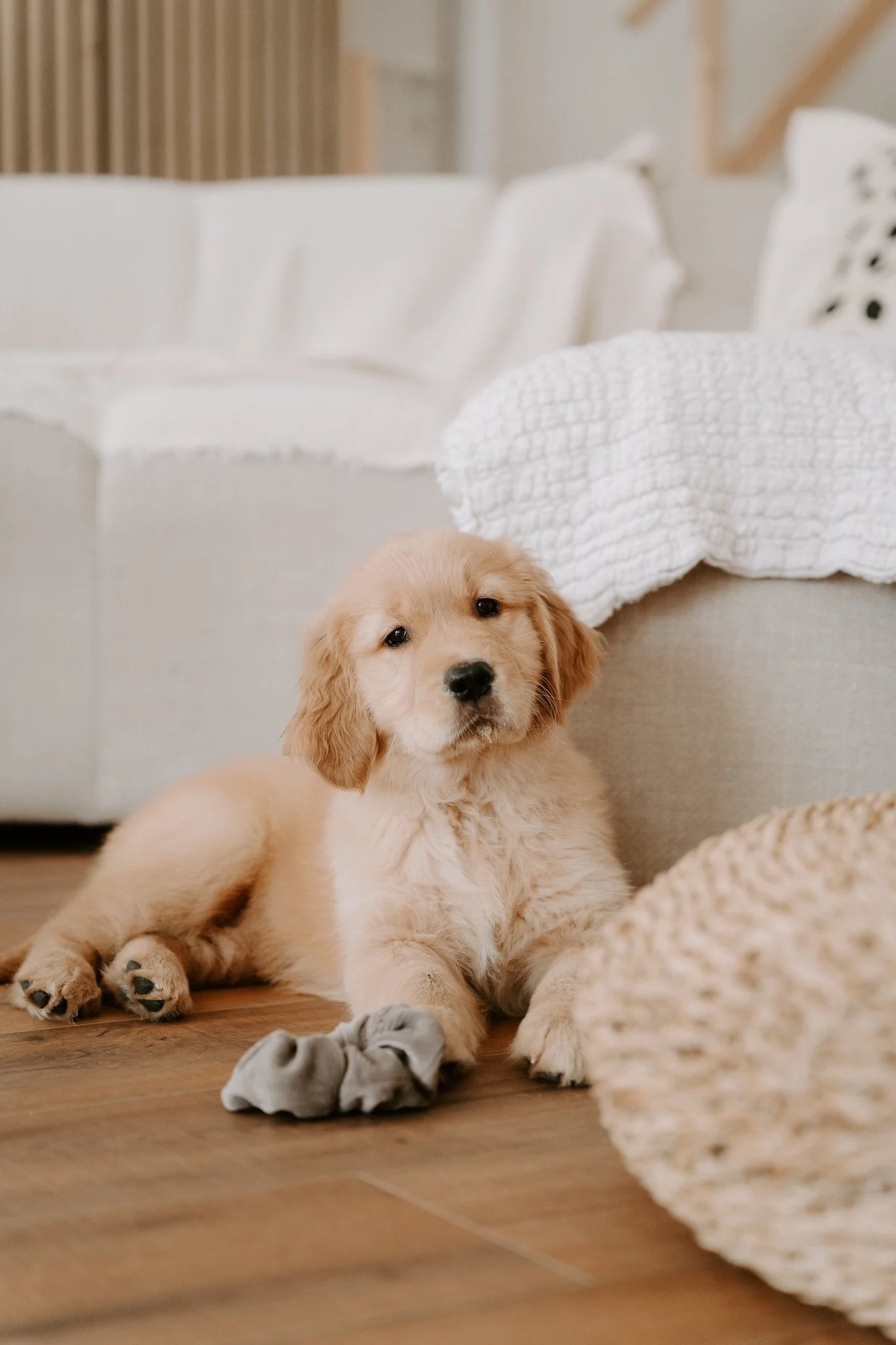 Welpenshooting Köln (18 von 40).jpg