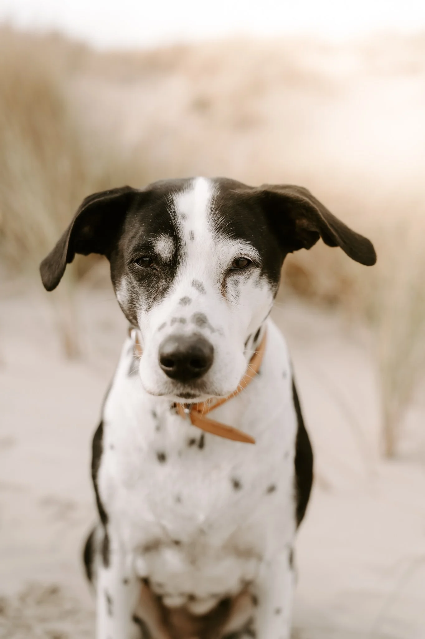 Hundeshooting Holland (27 von 34).jpg