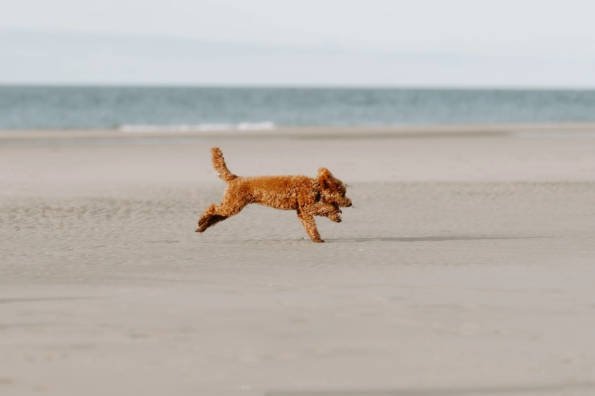 Familienshooting mit Hund in Holland am Strand (15 von 56).jpg