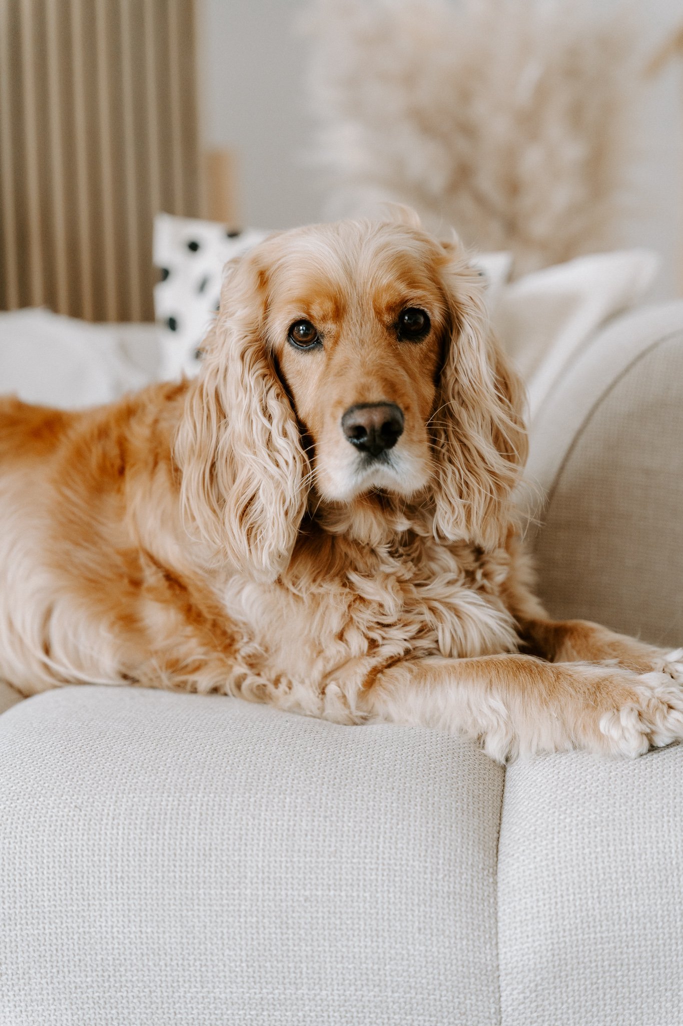 Familienshooting mit Hund Köln (20 von 41).jpg