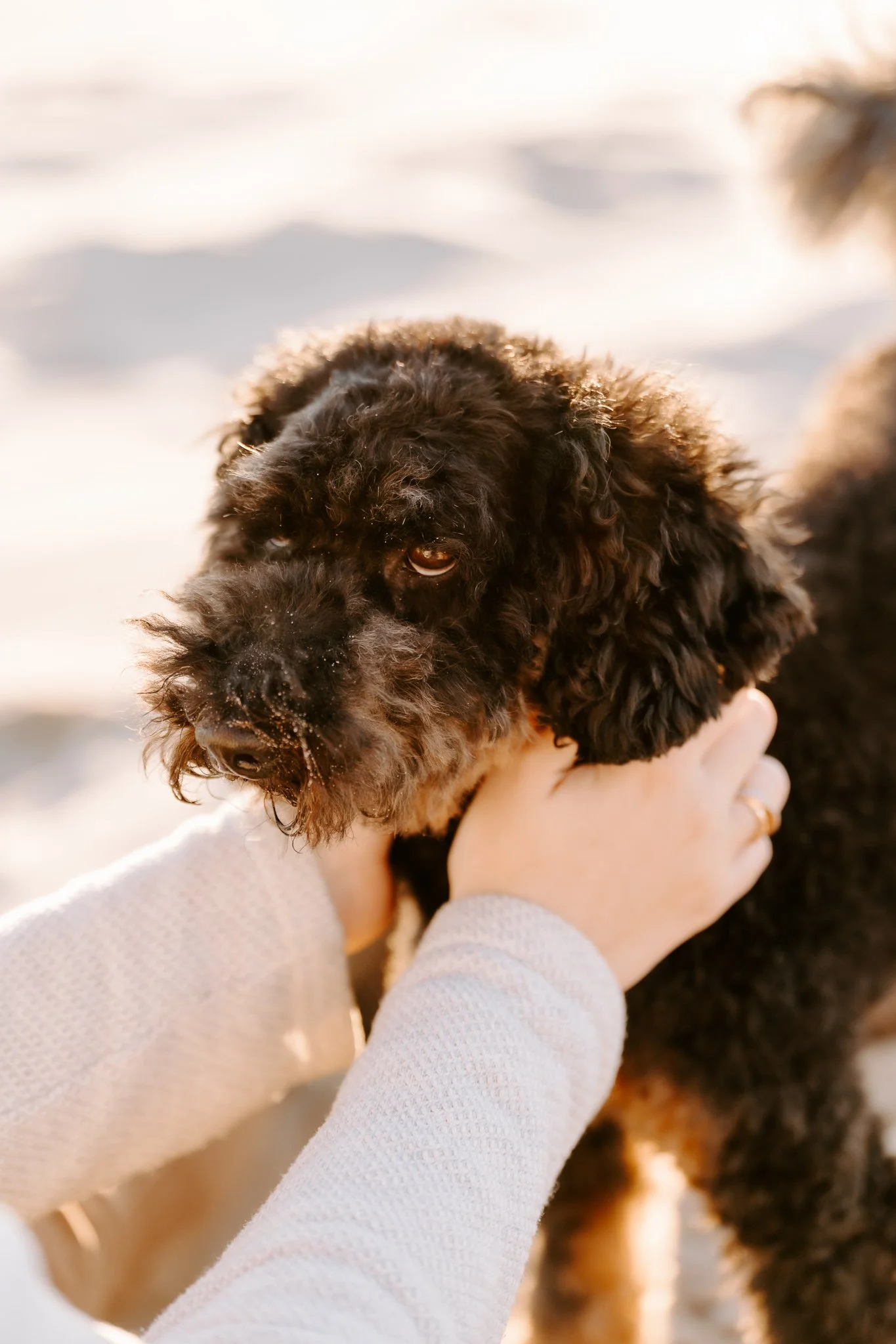 Hundefotografie Holland 15 von 22).jpg