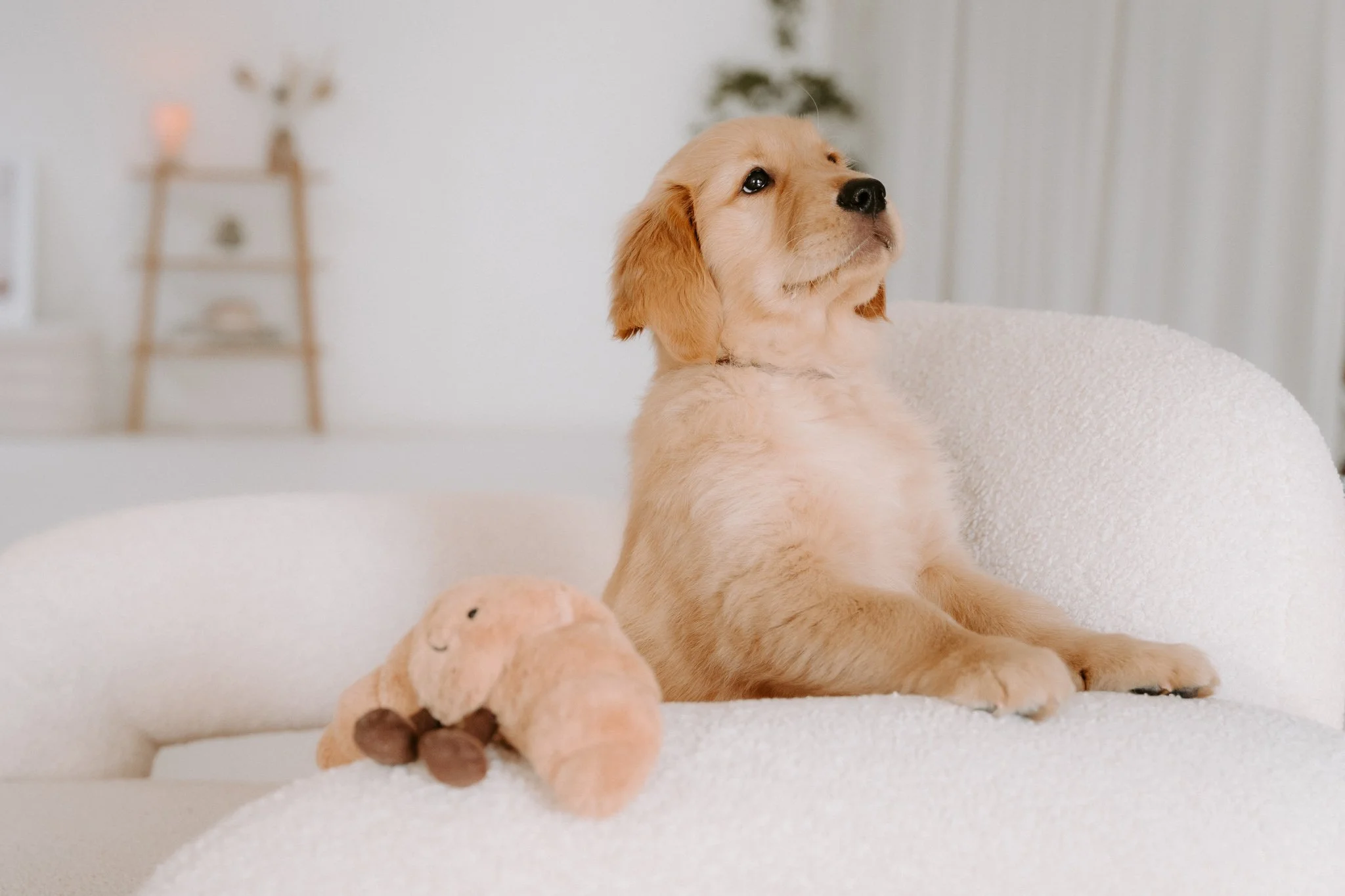 Welpenshooting Köln (11 von 40).jpg