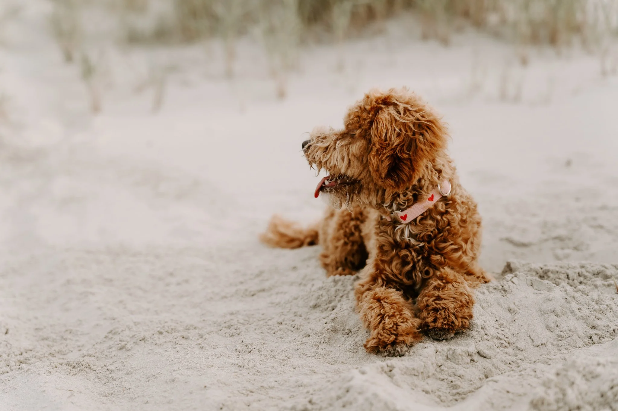 Familienshooting mit Hund in Holland am Strand (9 von 56).jpg
