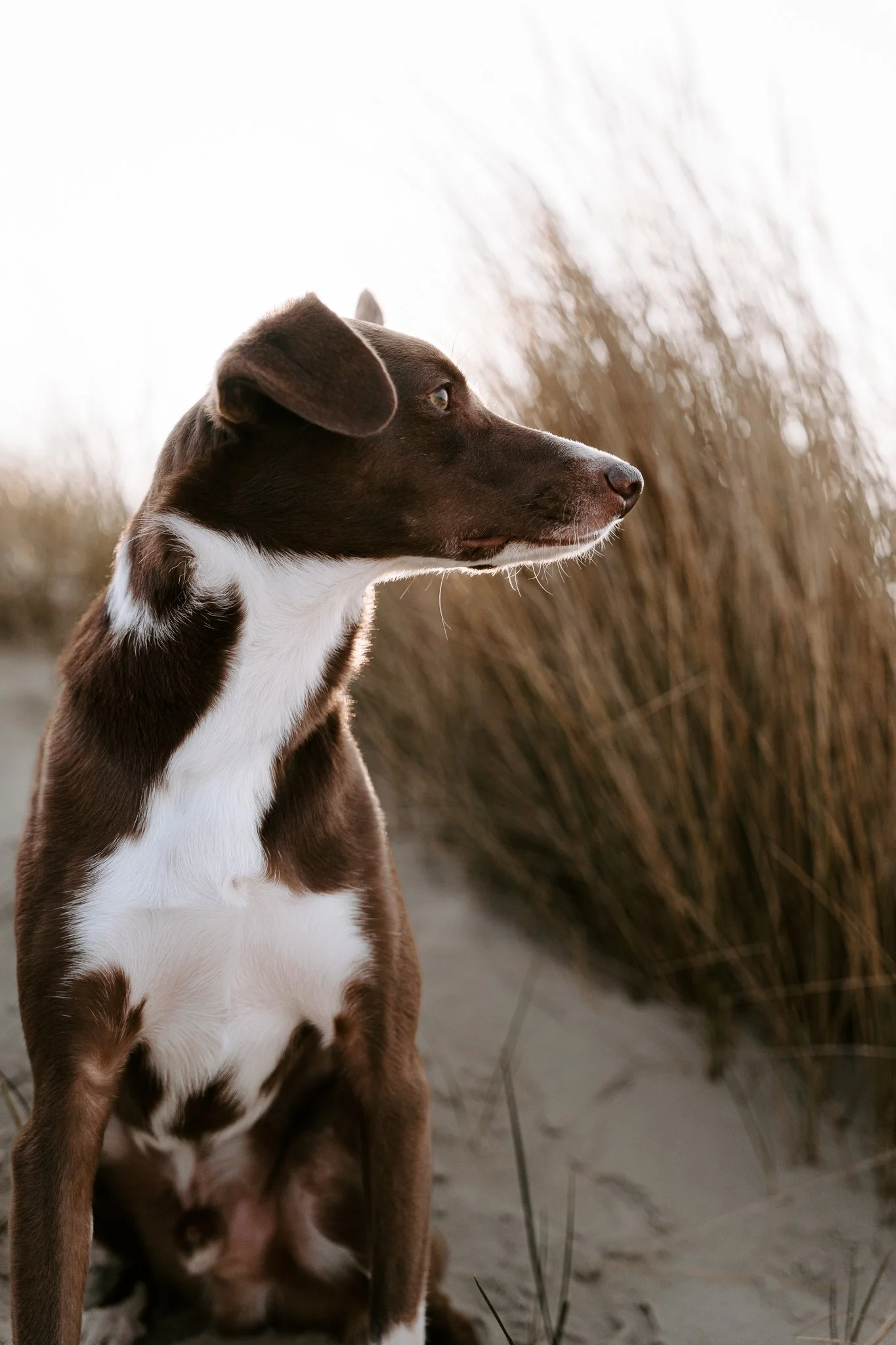 Hundefotografie Holland (1 von 12).jpg