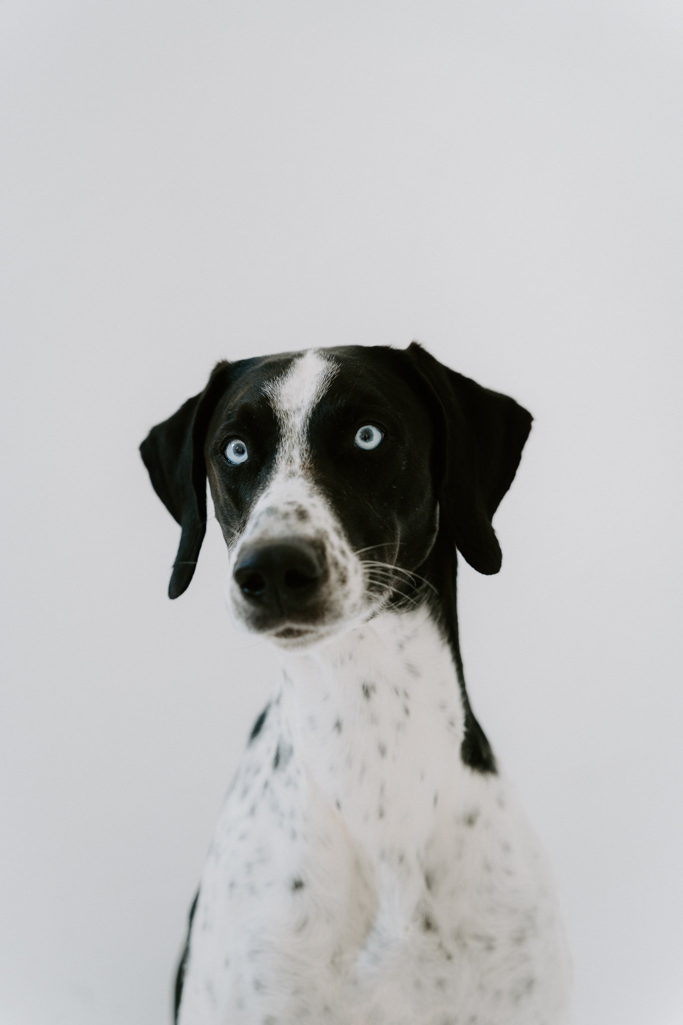 Hund mit blauen Augen schaut nach oben, vor einem weißen Hintergrund.