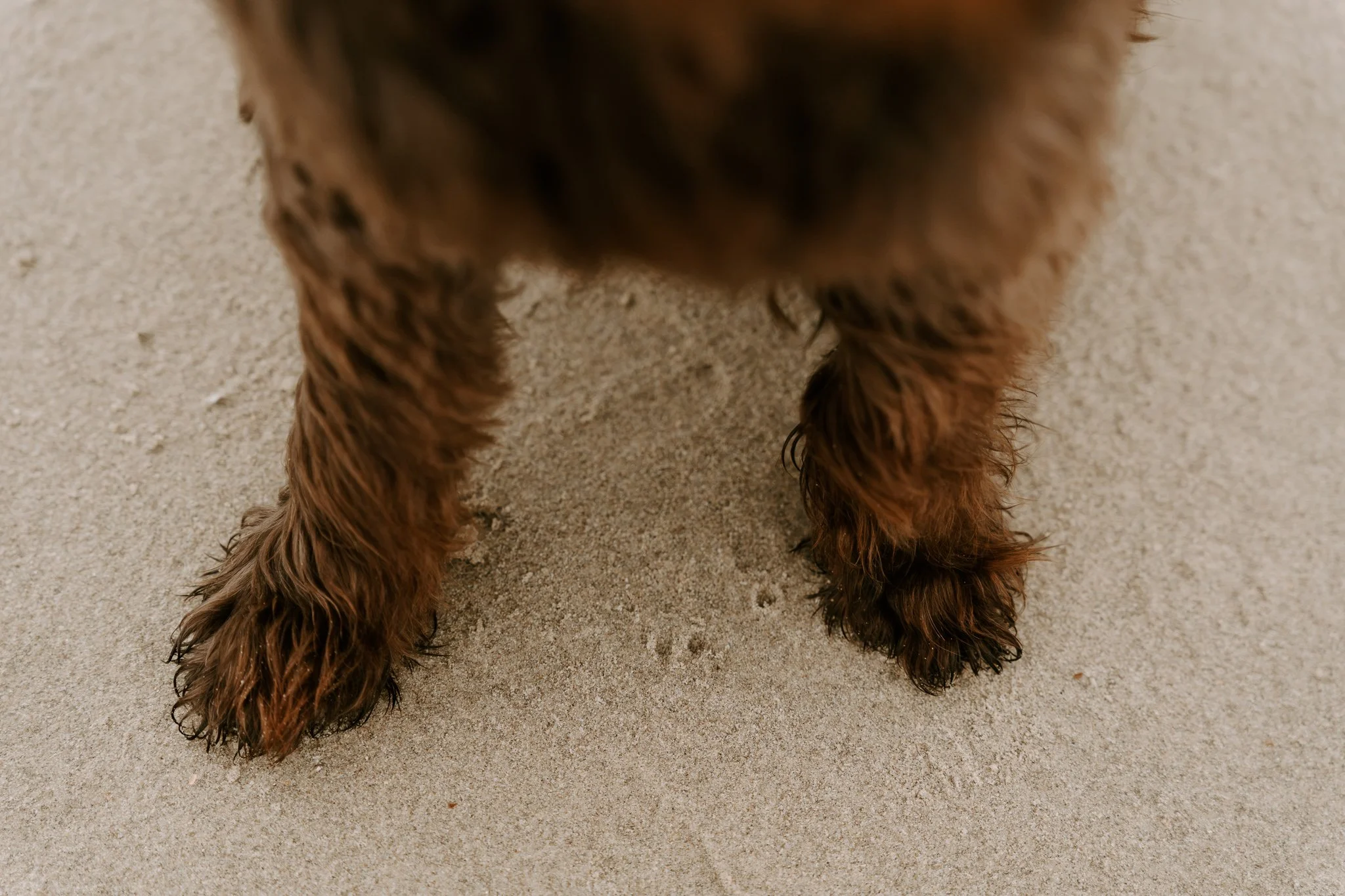 Hundefotos Holland am Strand(9 von 39).jpg