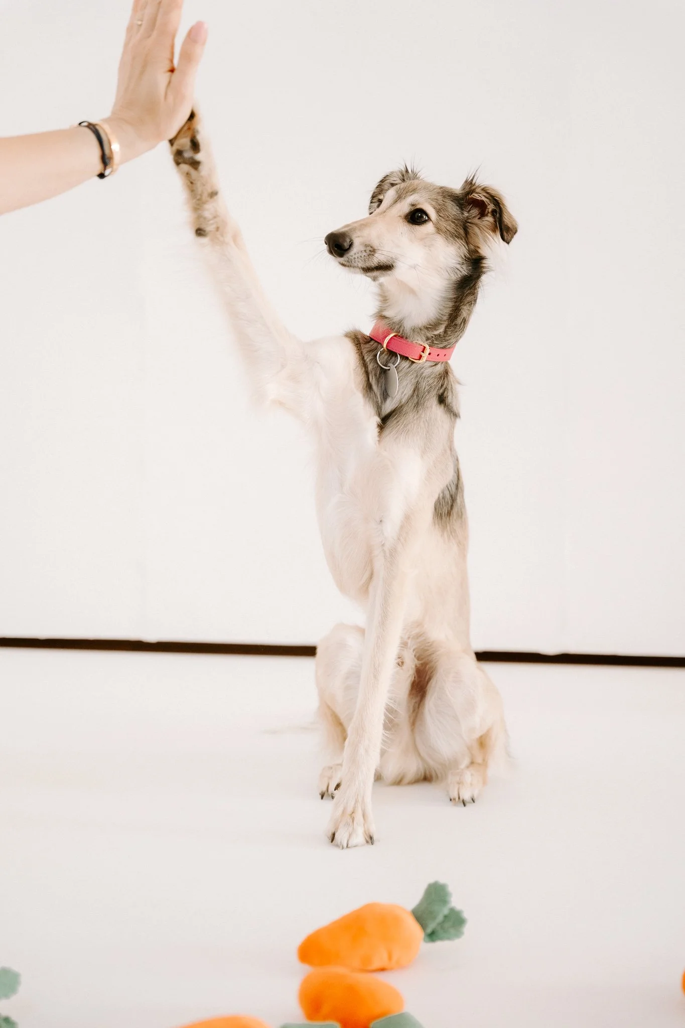 Businessshooting mit Hund in Köln (2 von 35).jpg