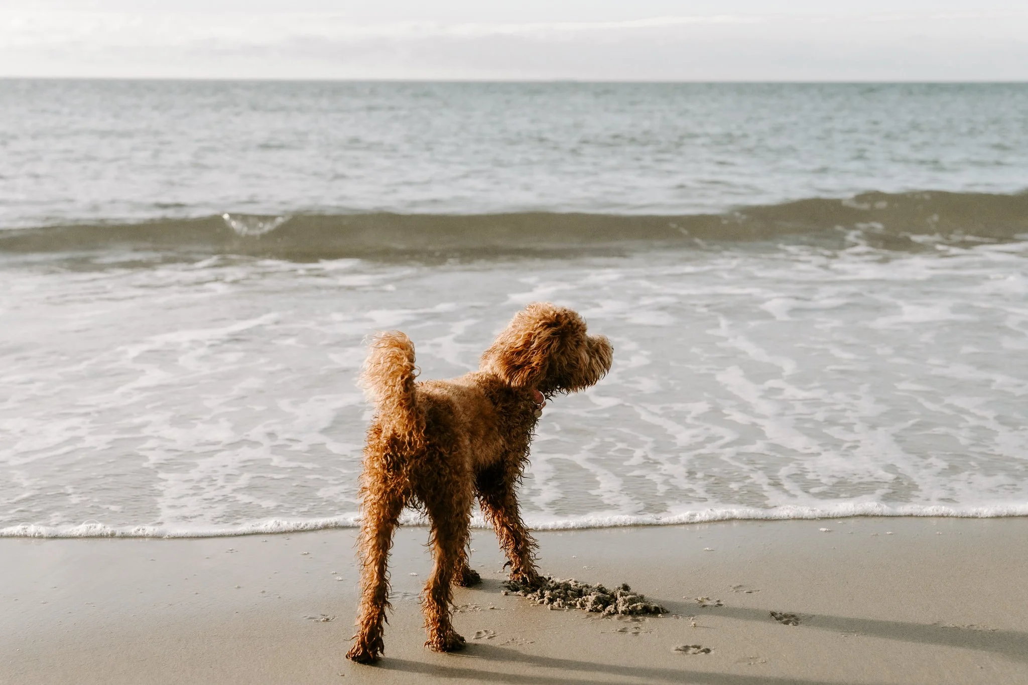 Familienshooting mit Hund in Holland am Strand (31 von 56).jpg