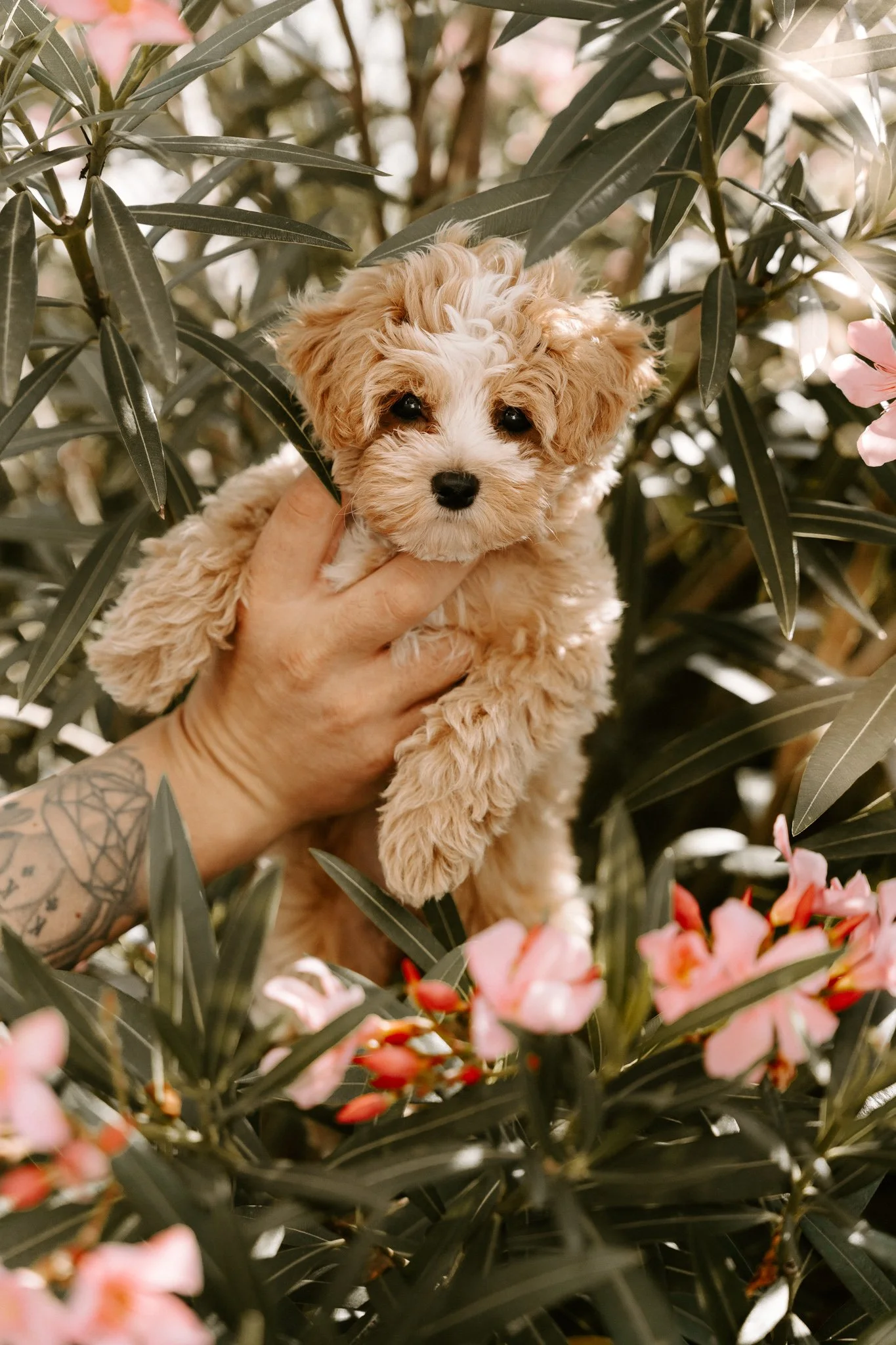 Hundefotografie Outdoor Köln(109 von 134).jpg